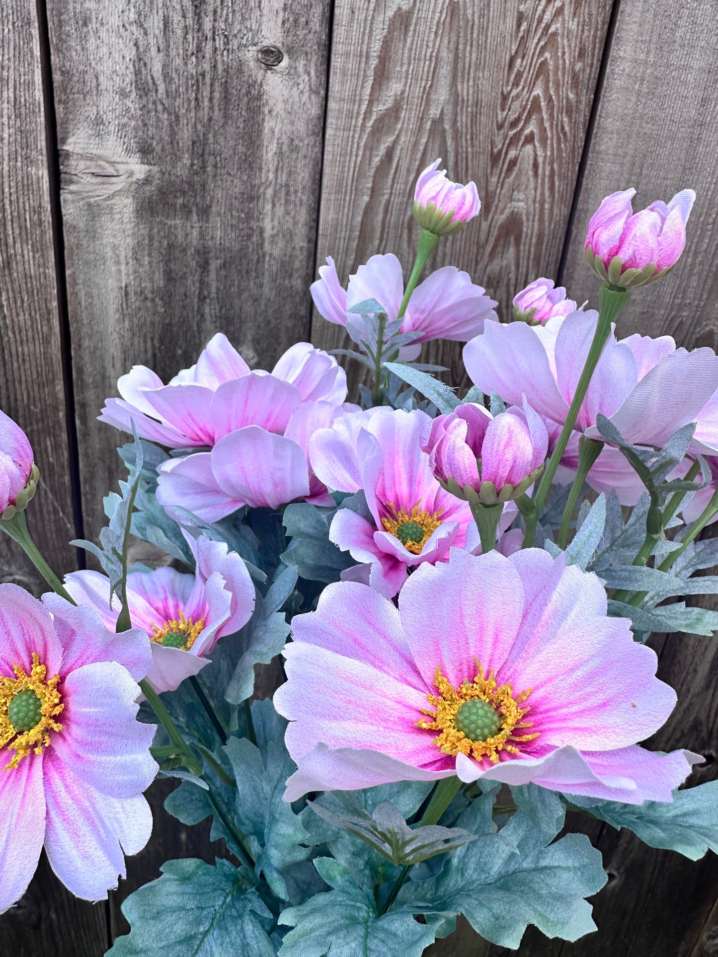 COSMOS BUSH 84299-PK
