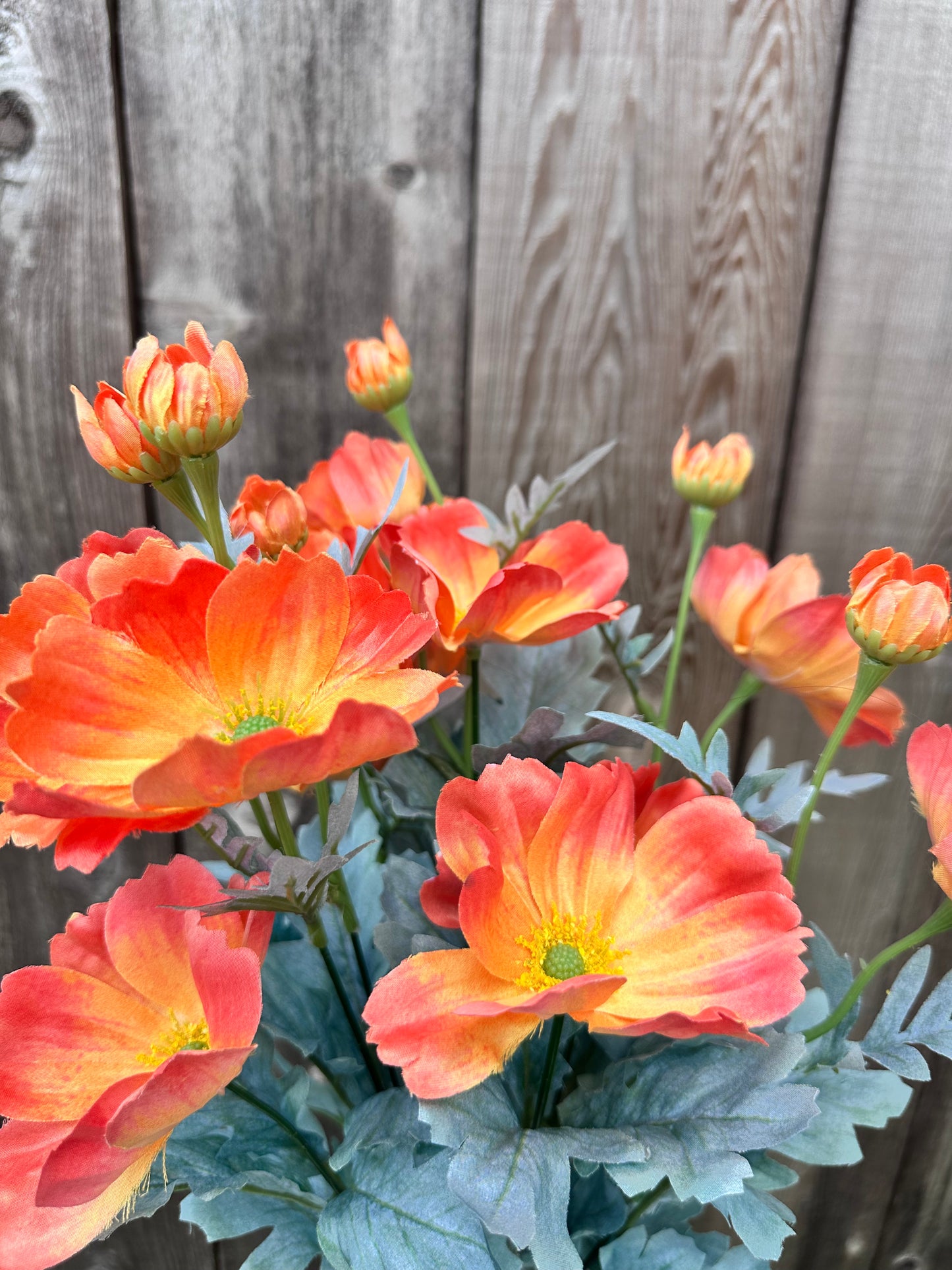 COSMOS BUSH 84299-OR