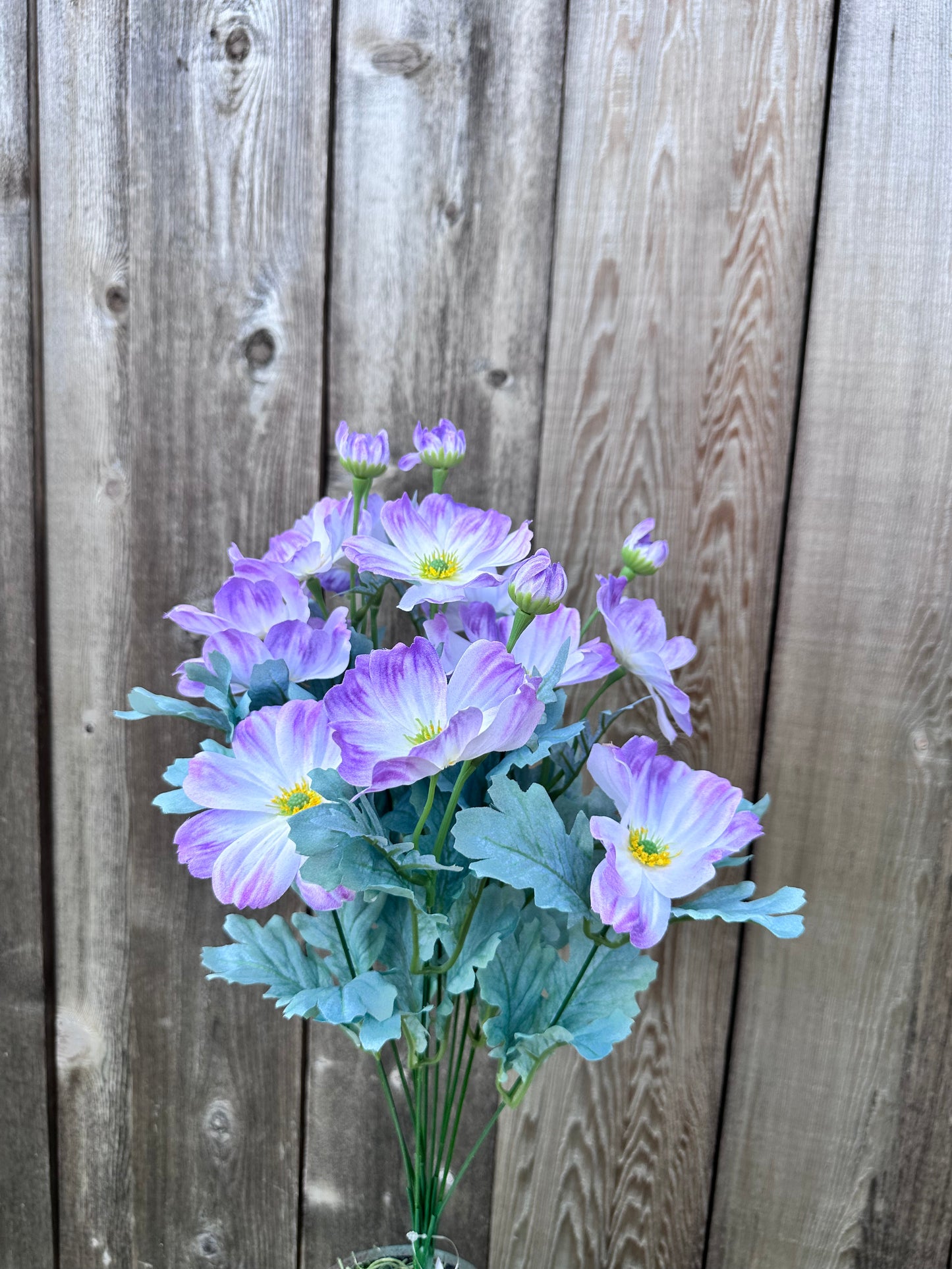 COSMOS BUSH 84299-LV