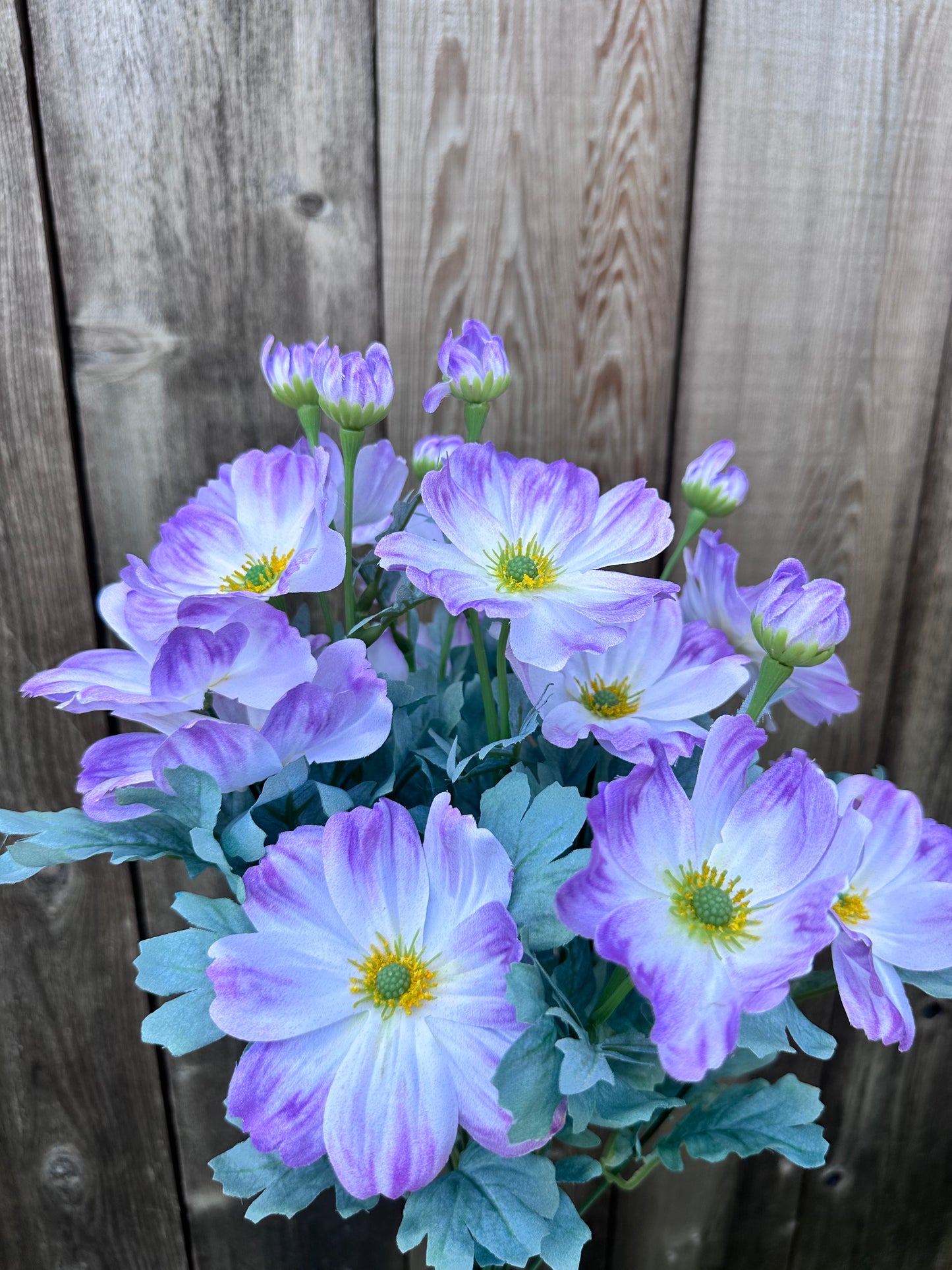 COSMOS BUSH 84299-LV