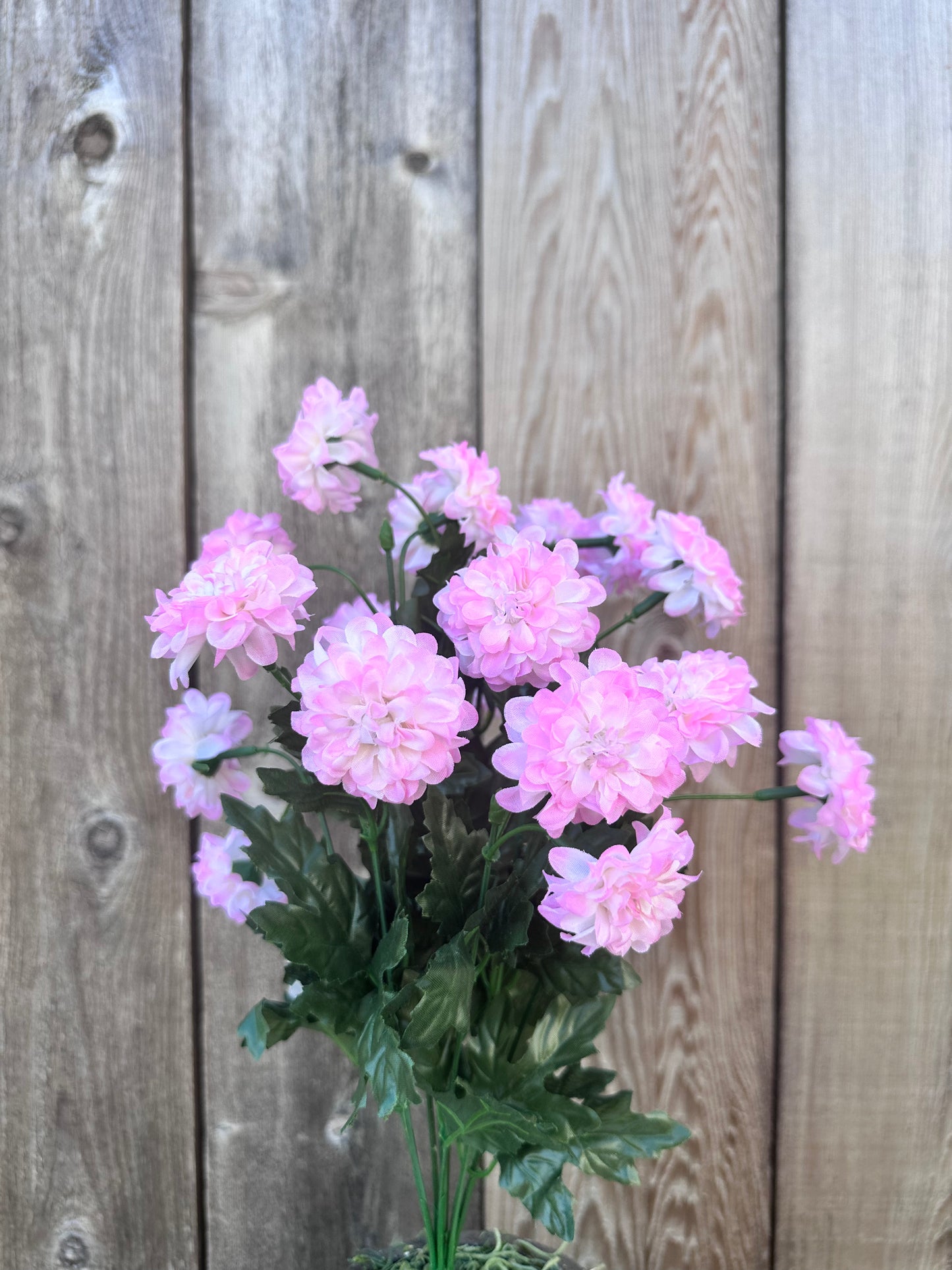 MINI ZINNIA BUSH 82367-PK