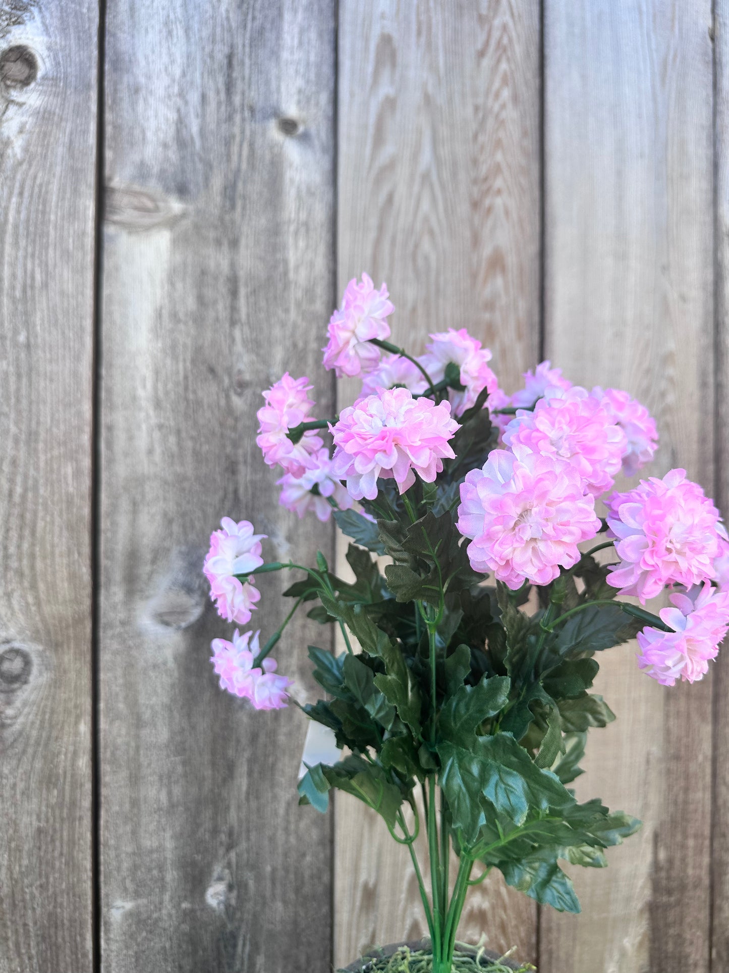 MINI ZINNIA BUSH 82367-PK