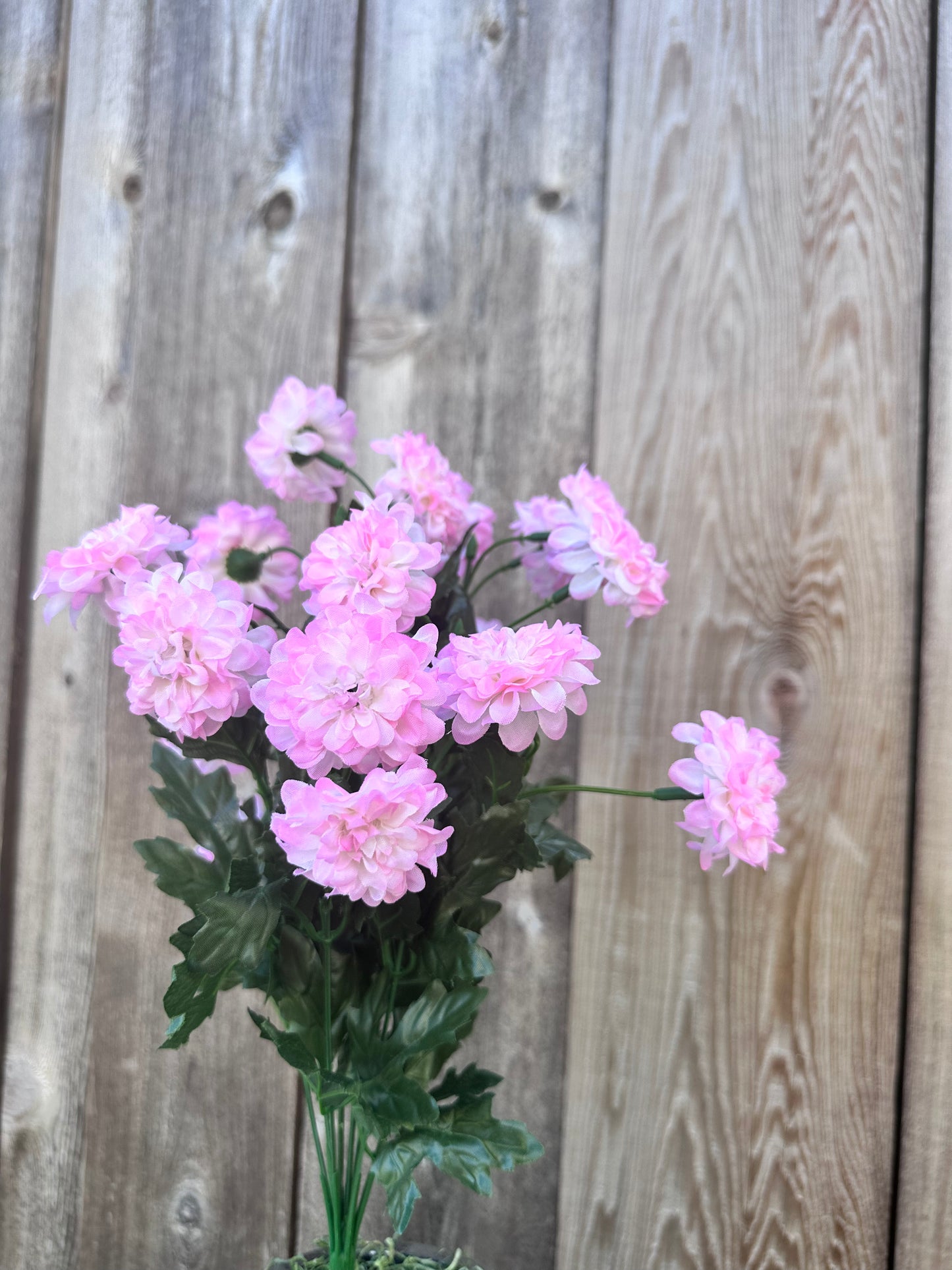 MINI ZINNIA BUSH 82367-PK