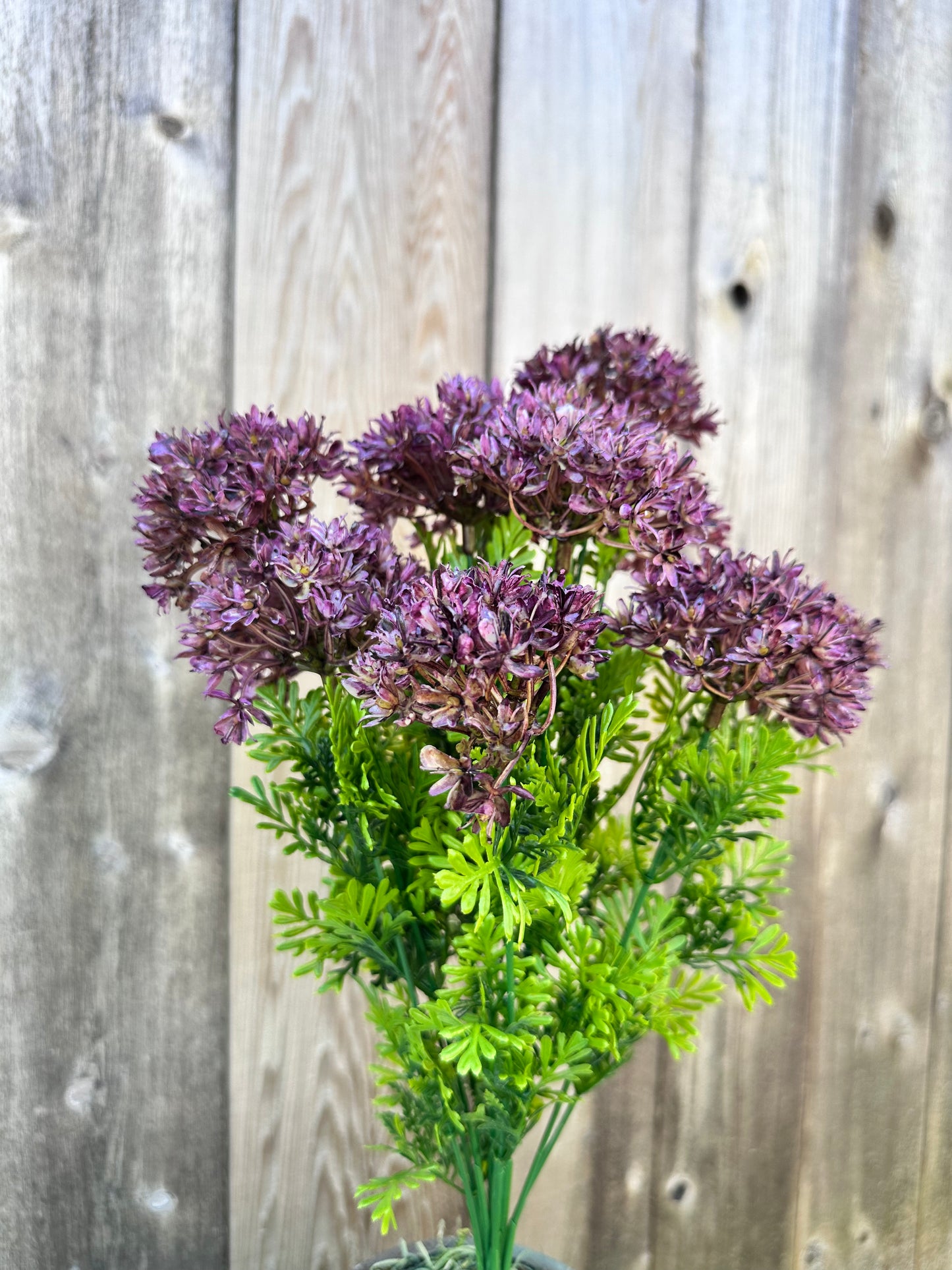 ALLIUM BUSH 82401-PU