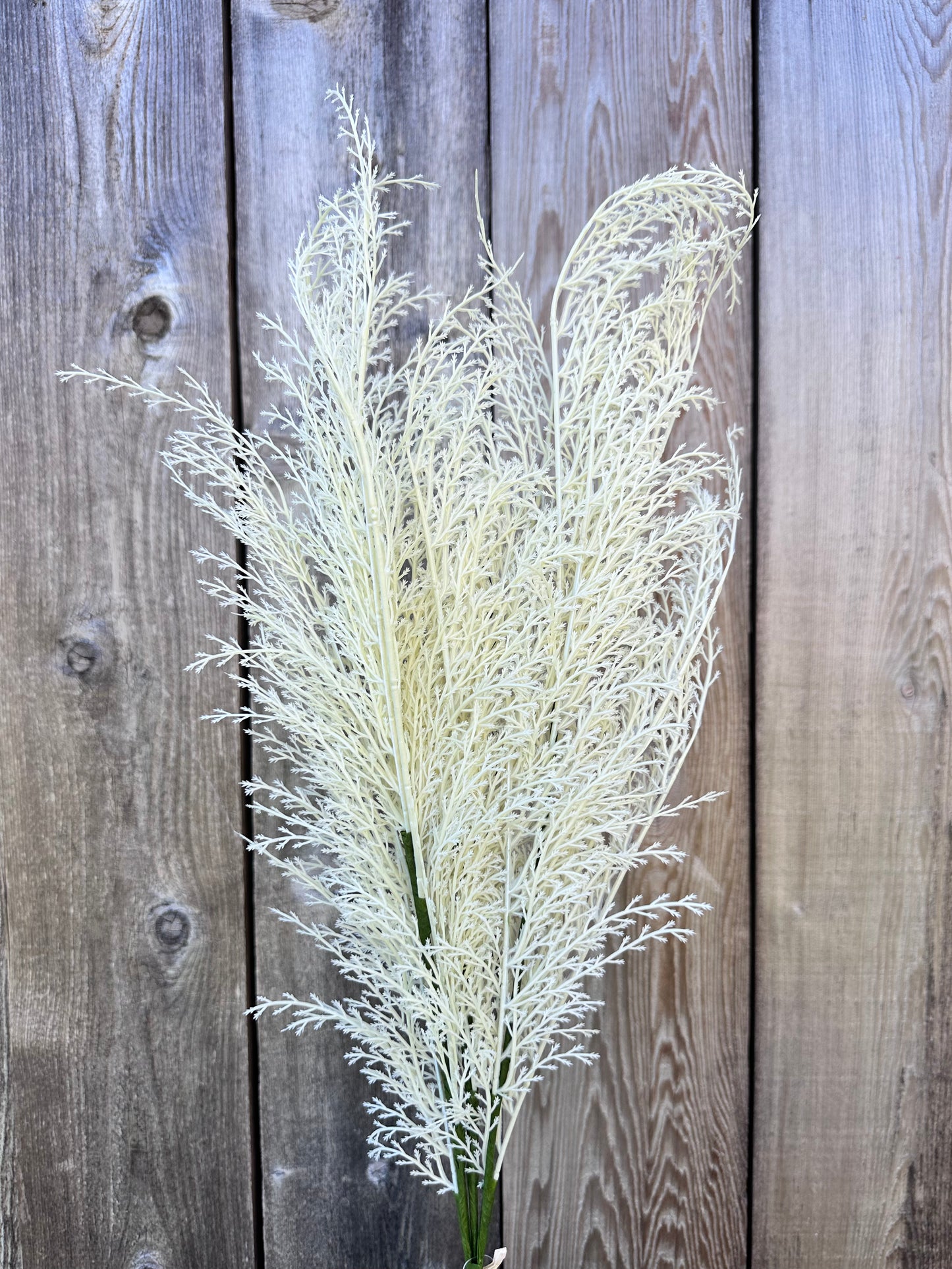 PHOENIX TAIL FERN 84099-WT