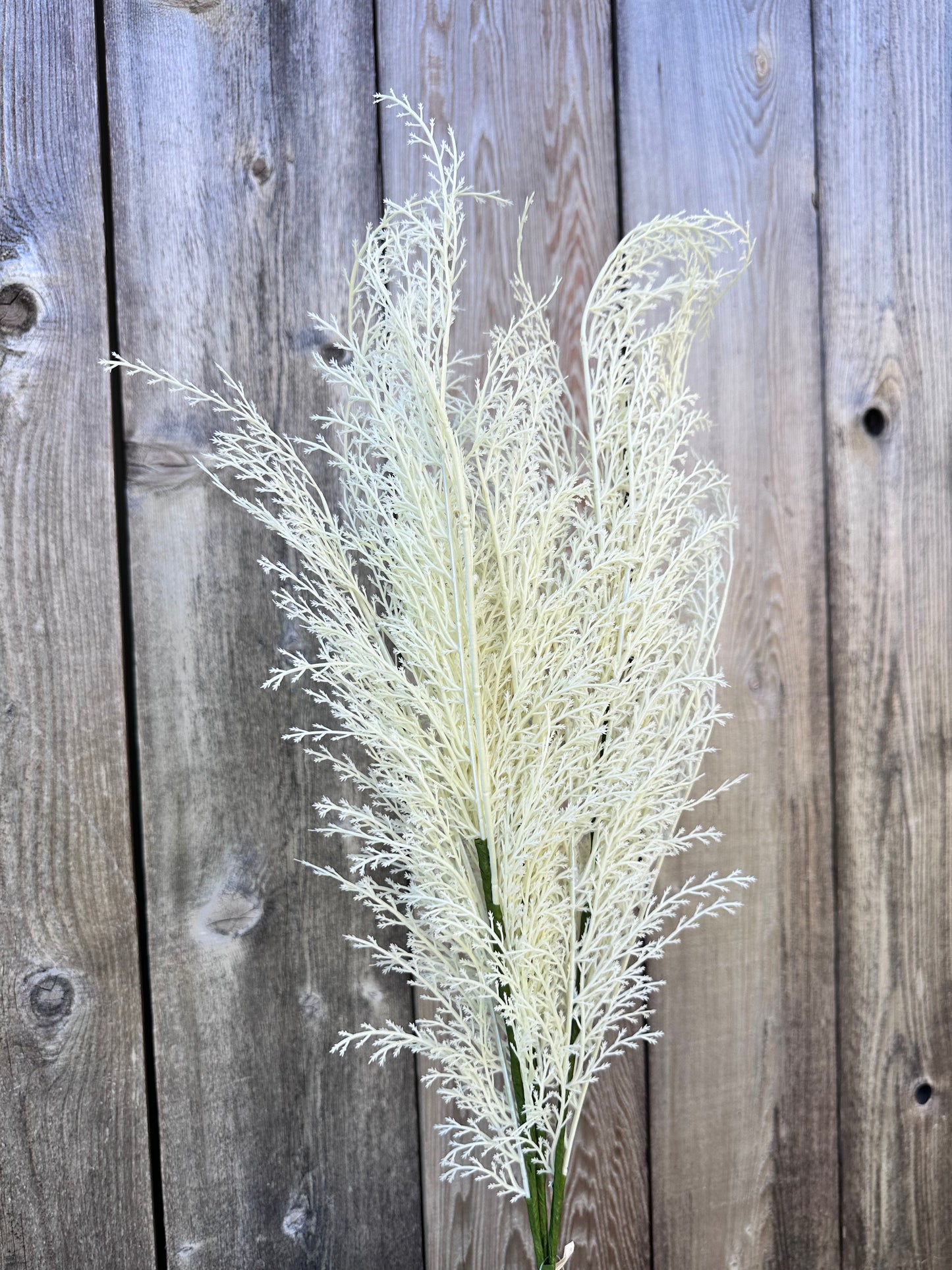 PHOENIX TAIL FERN 84099-WT