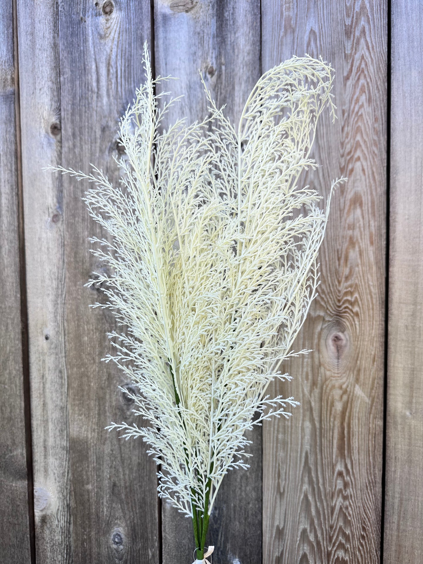 PHOENIX TAIL FERN 84099-WT