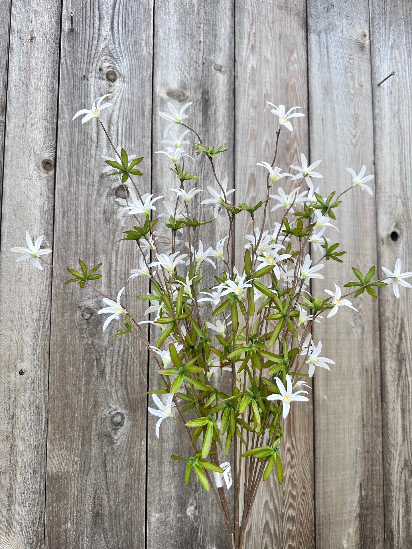 Tweedia Bush- White SB780896-003