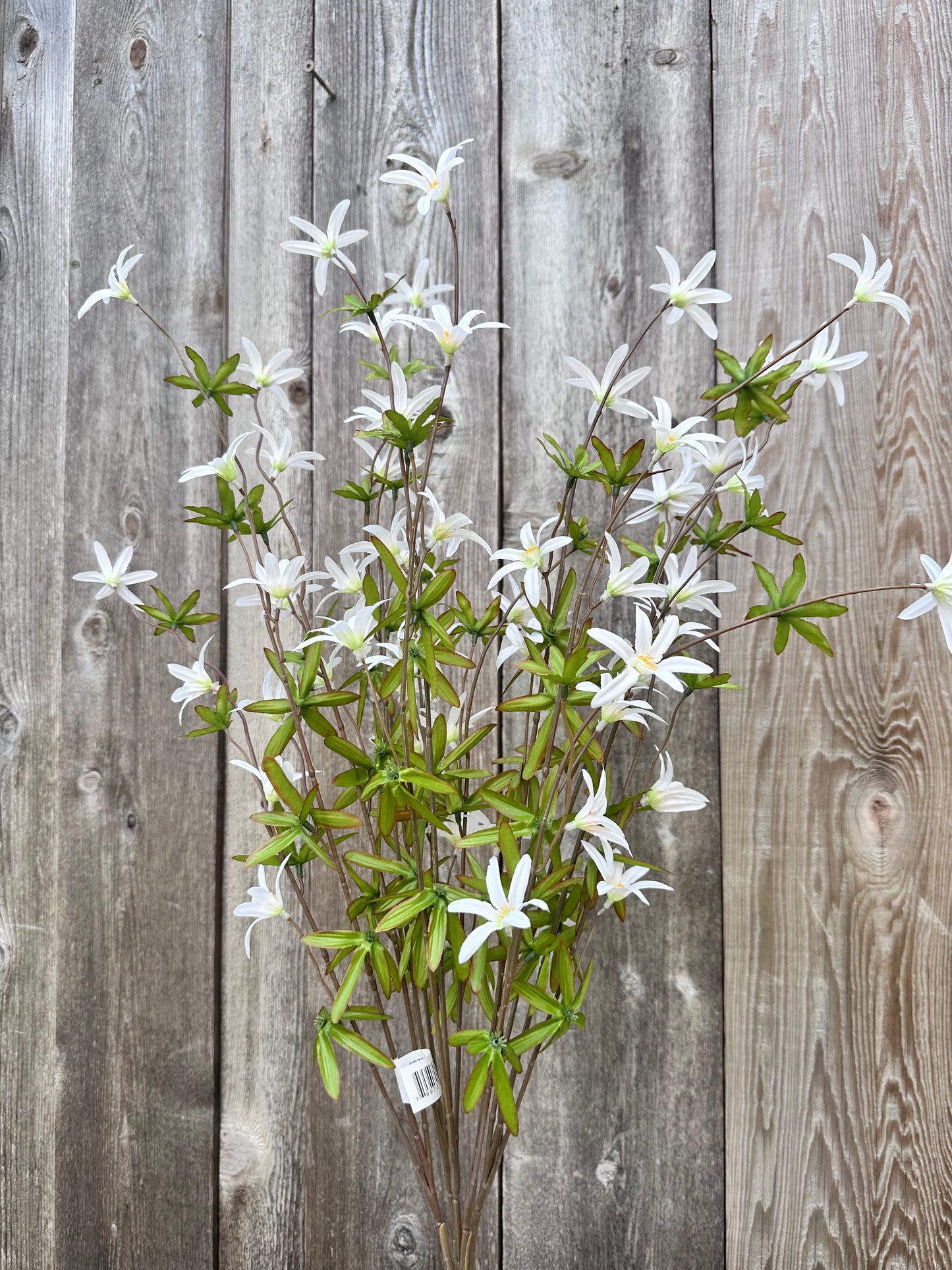 Tweedia Bush- White SB780896-003