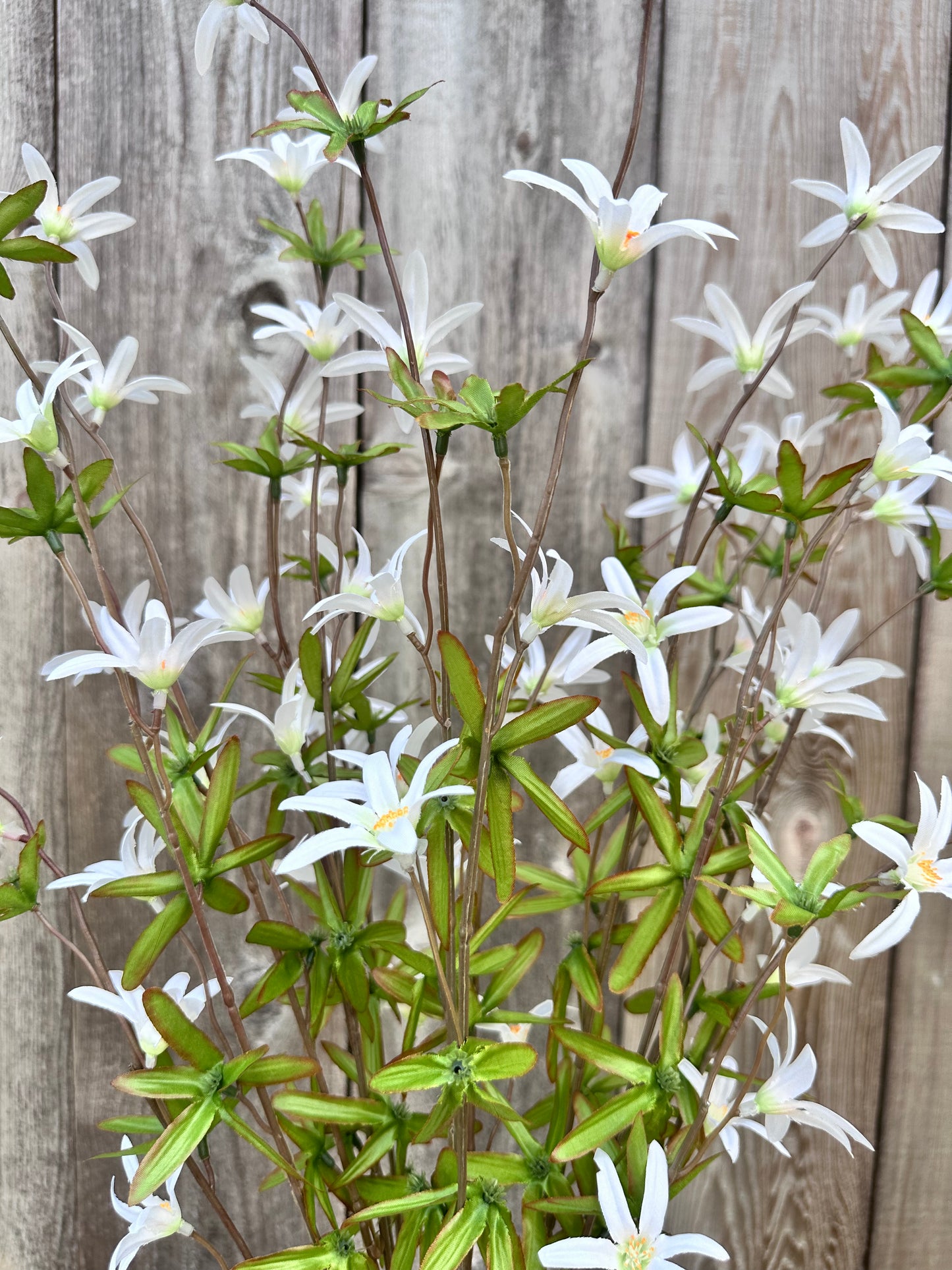 Tweedia Bush- White SB780896-003