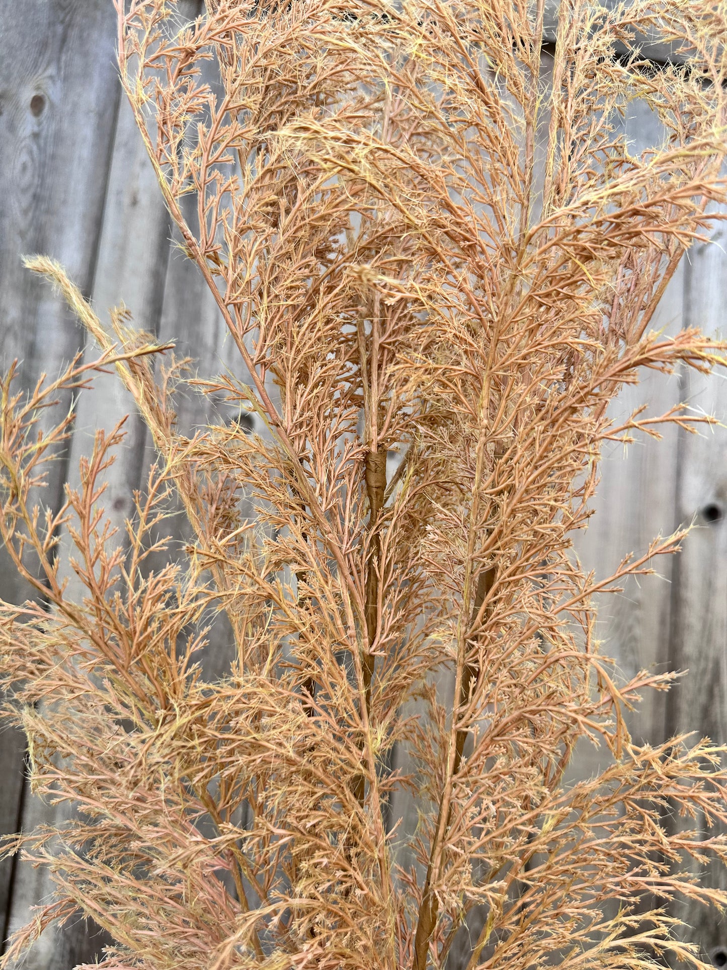 PHOENIX TAIL FERN 84846-LT.BRN