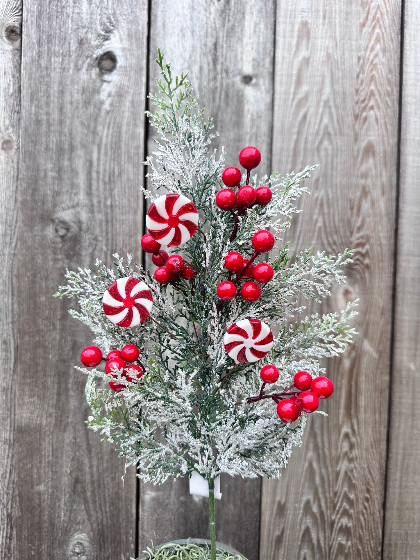 CEDAR W/ SNOW PINE SPRAY W/ RED BERRIES & PEPPERMINT CANDY CS5015