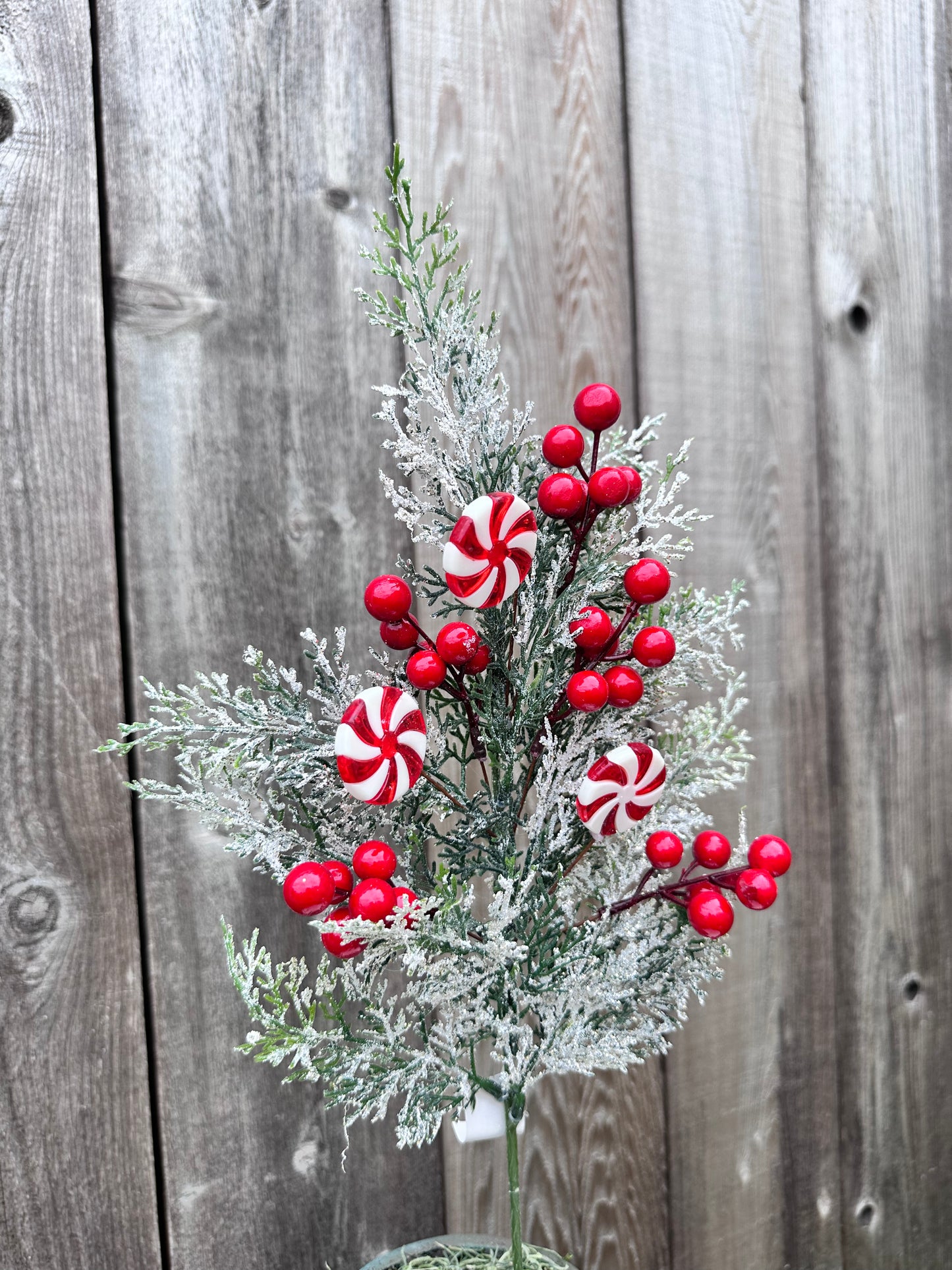CEDAR W/ SNOW PINE SPRAY W/ RED BERRIES & PEPPERMINT CANDY CS5015