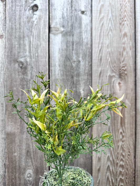 BUSH ROADSIDIA MUSTARD   F3023 MU