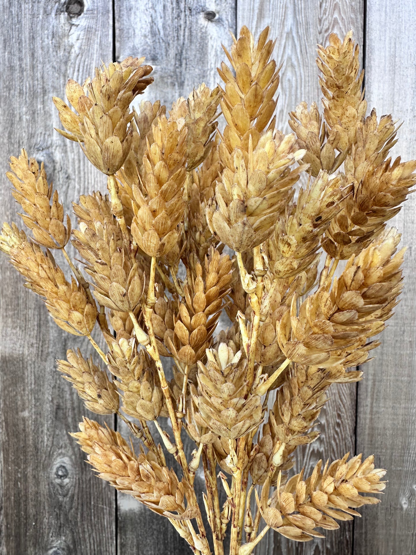 HOPS BUSH-BEIGE V91682