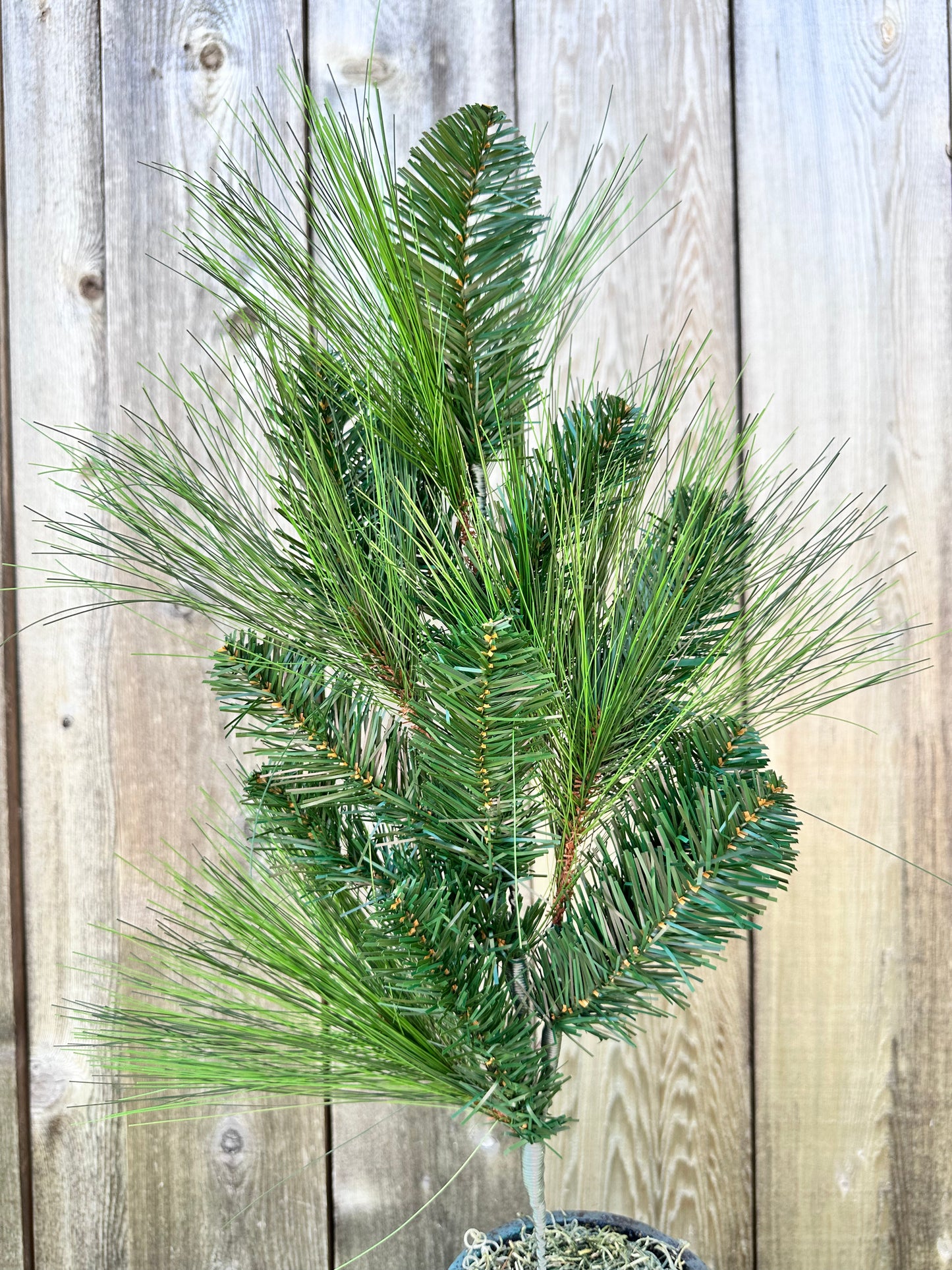24in Long Needle Pine XS061025