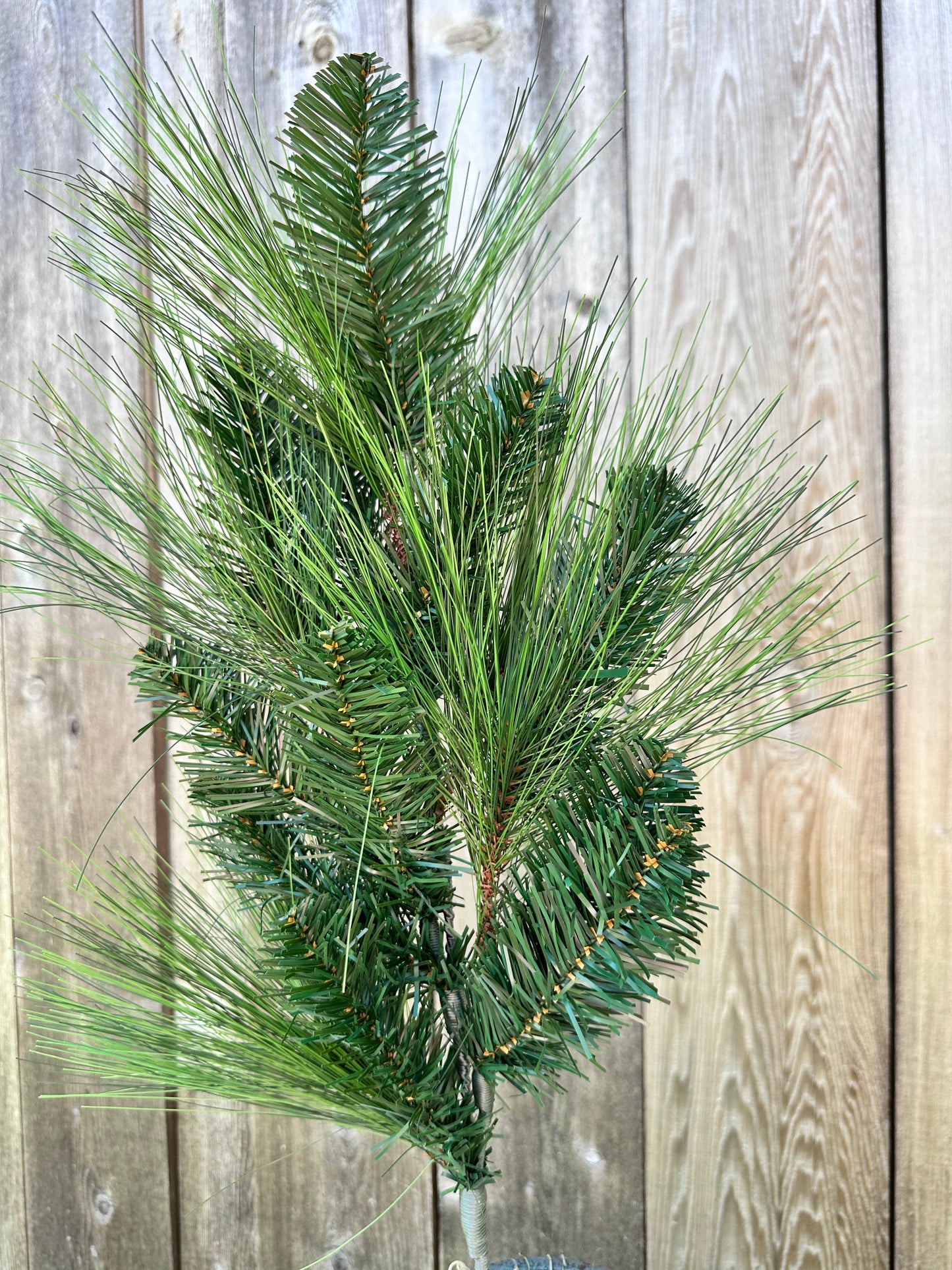 24in Long Needle Pine XS061025