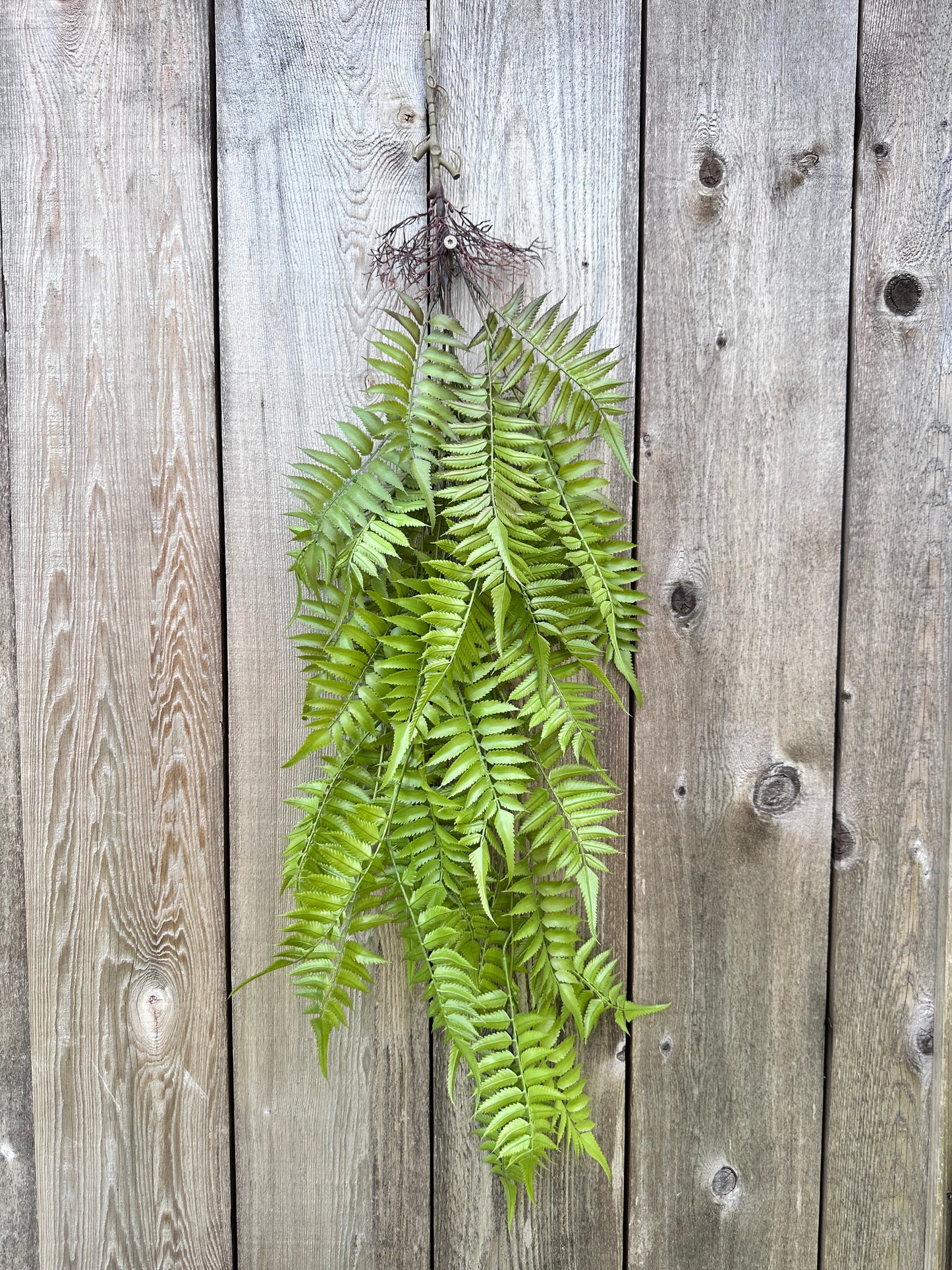 PLS LG FERN HANGN BSH 15791