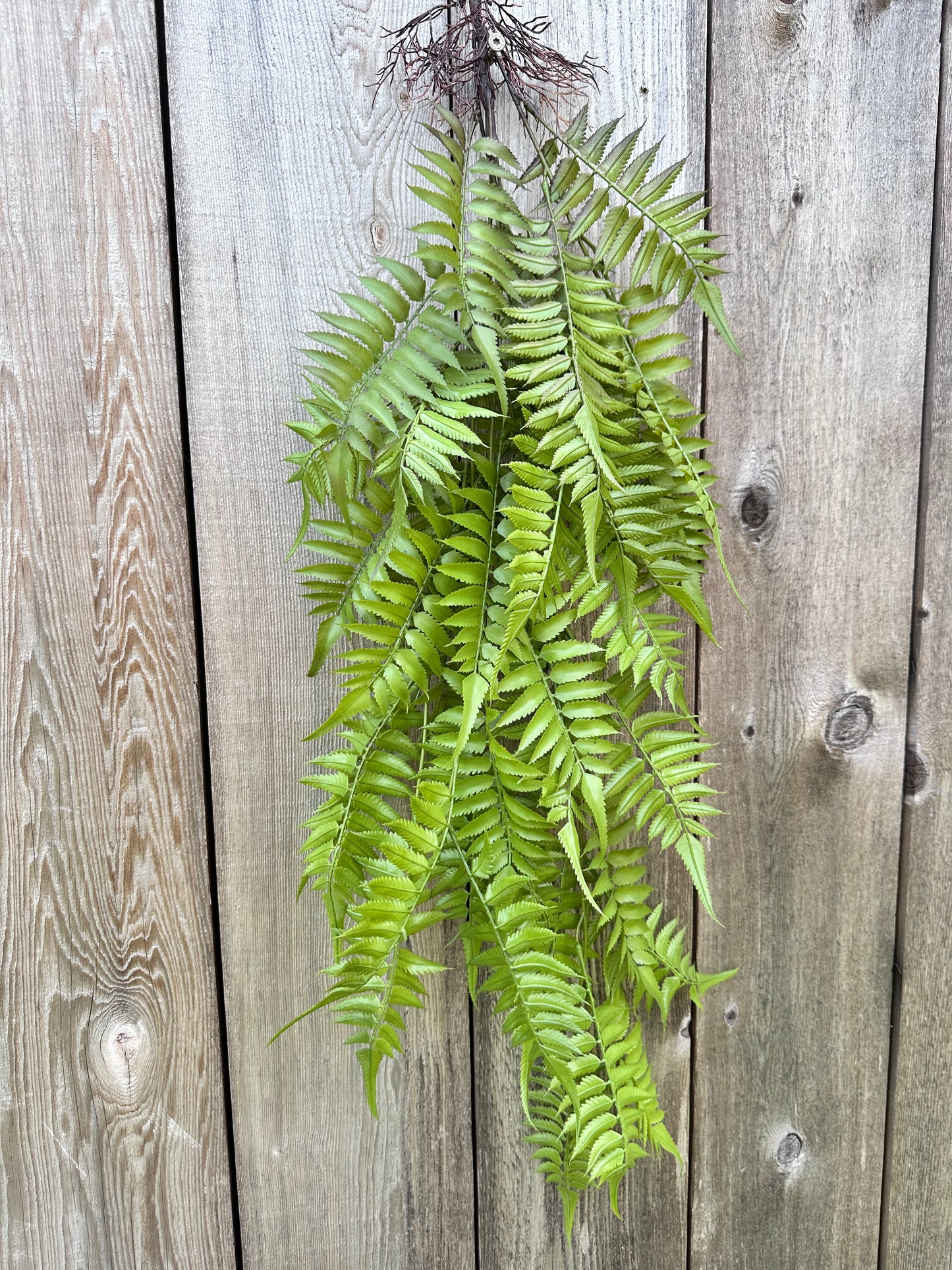 PLS LG FERN HANGN BSH 15791