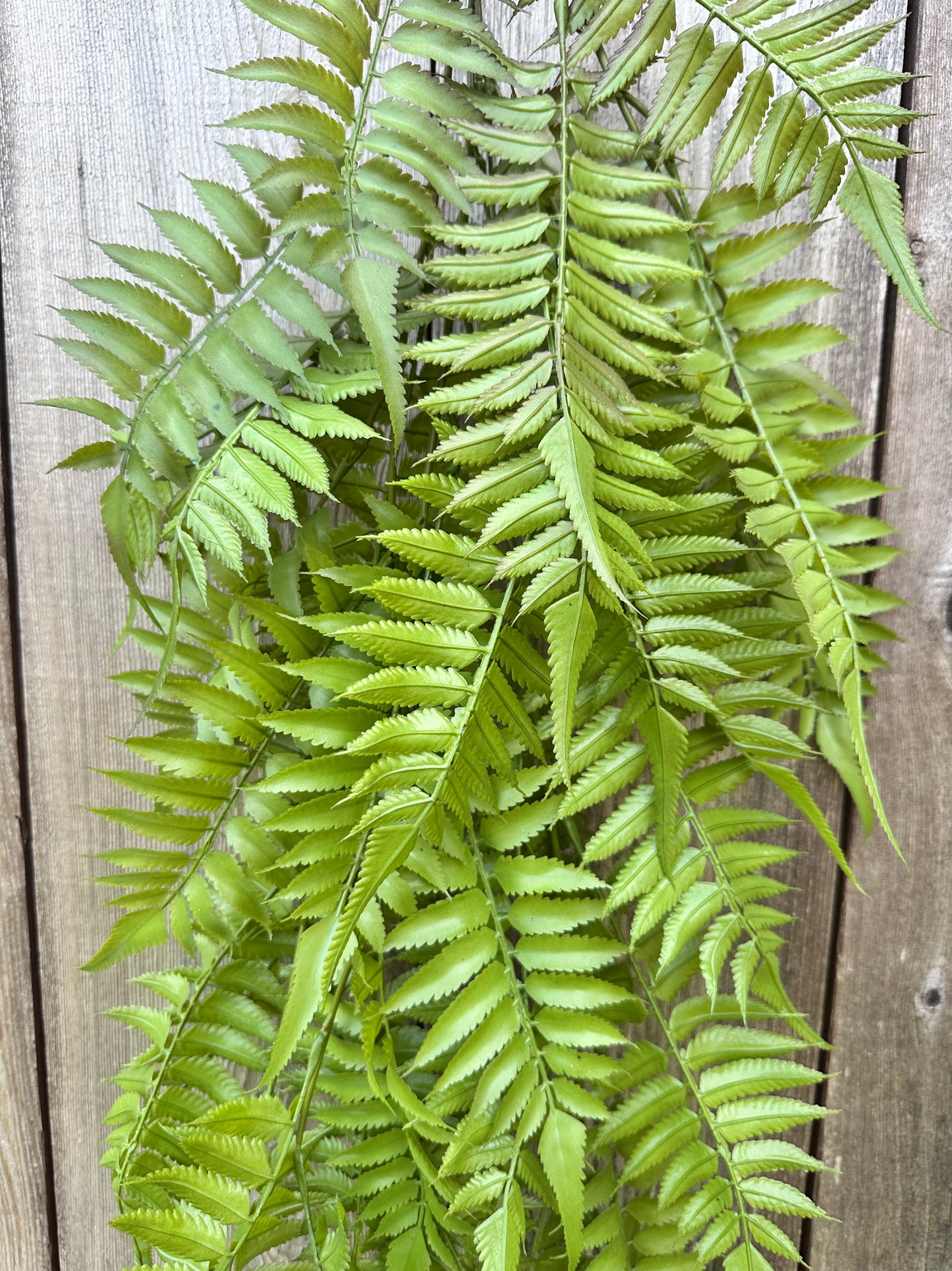 PLS LG FERN HANGN BSH 15791