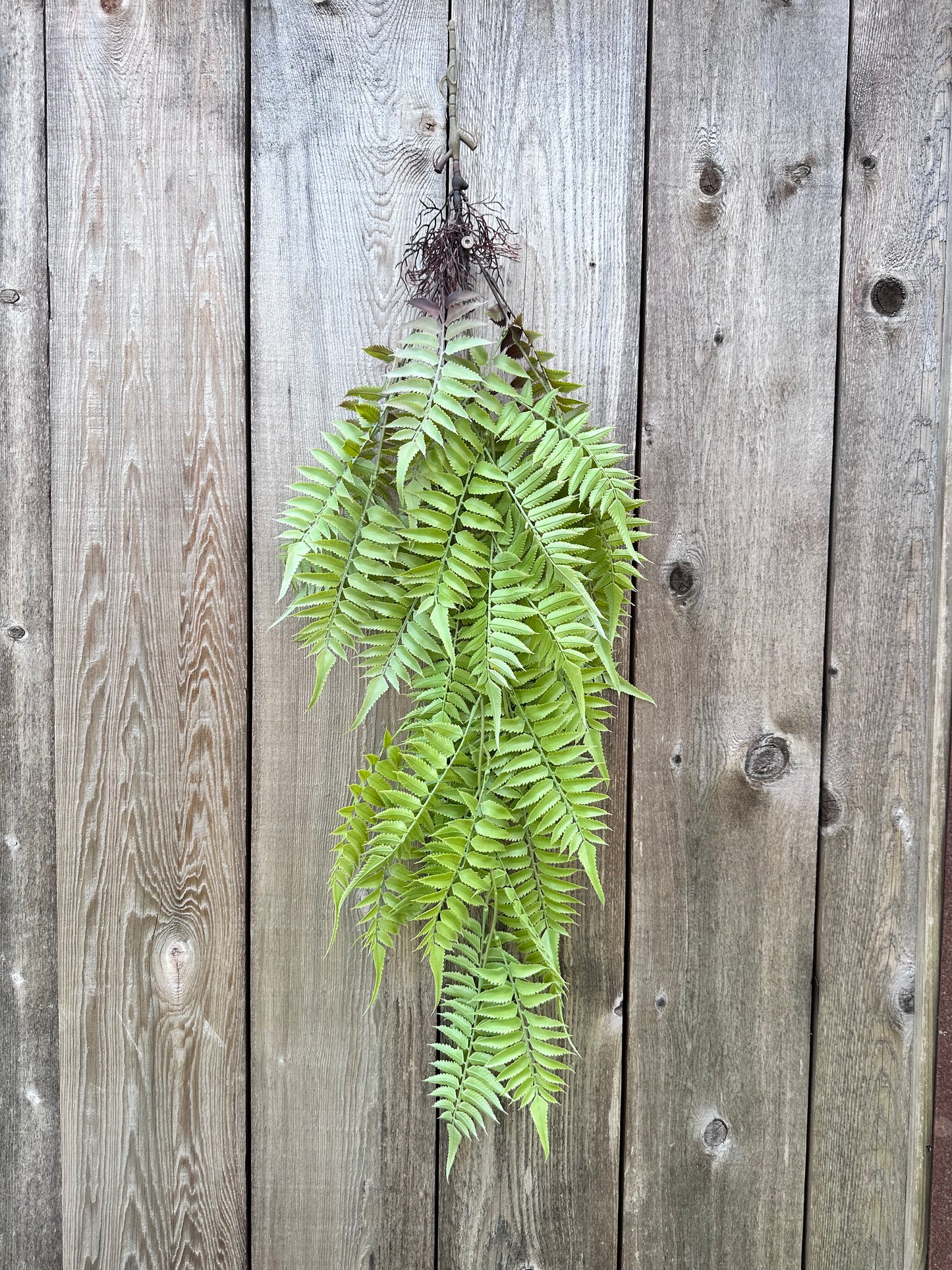 PLS LG FERN HANGN BSH 15793