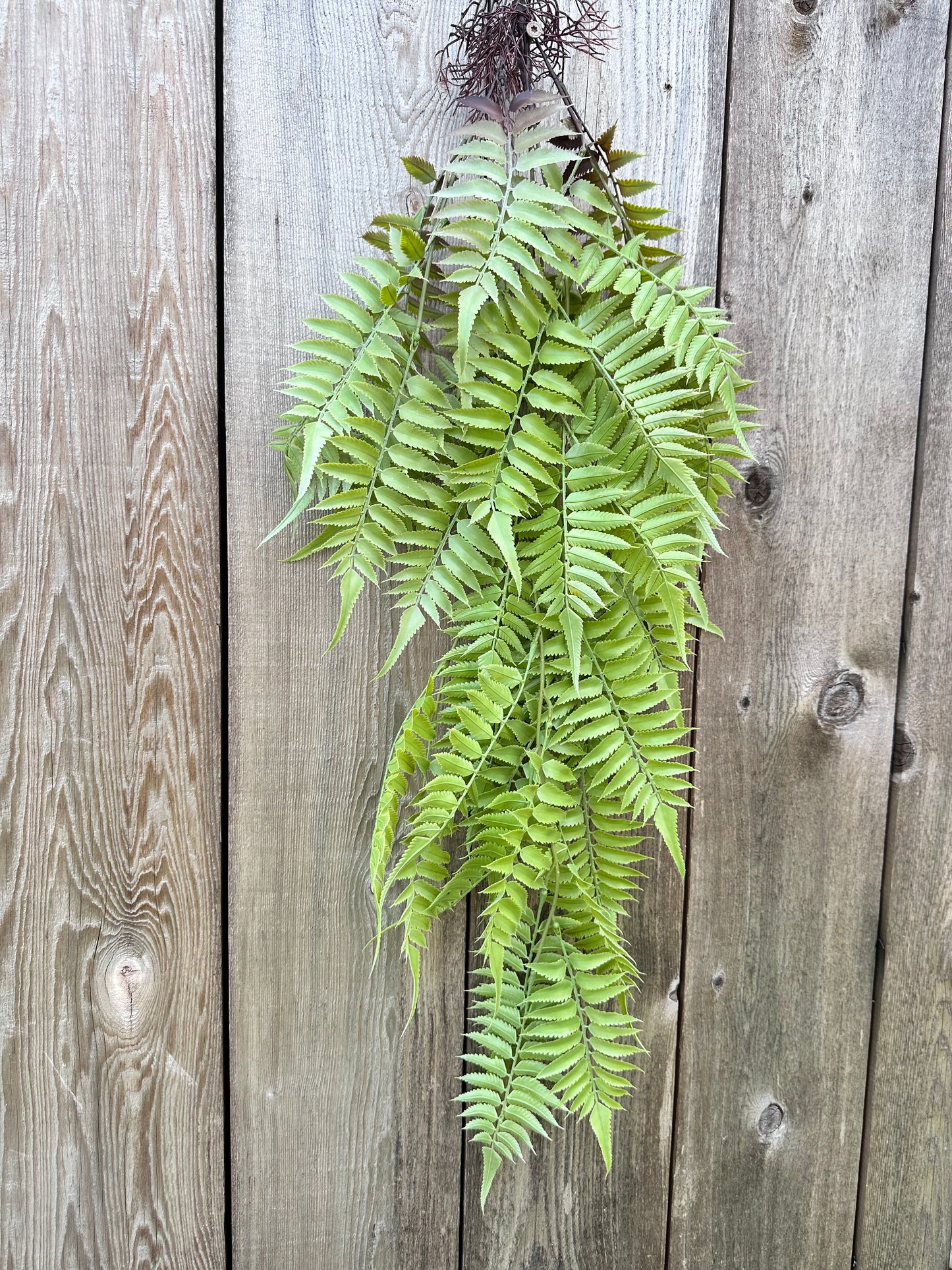 PLS LG FERN HANGN BSH 15793