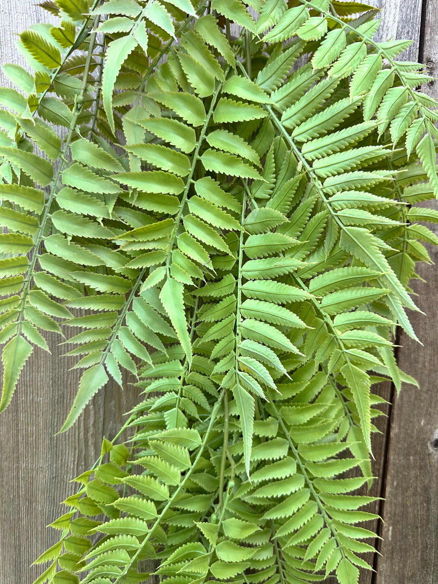 PLS LG FERN HANGN BSH 15793