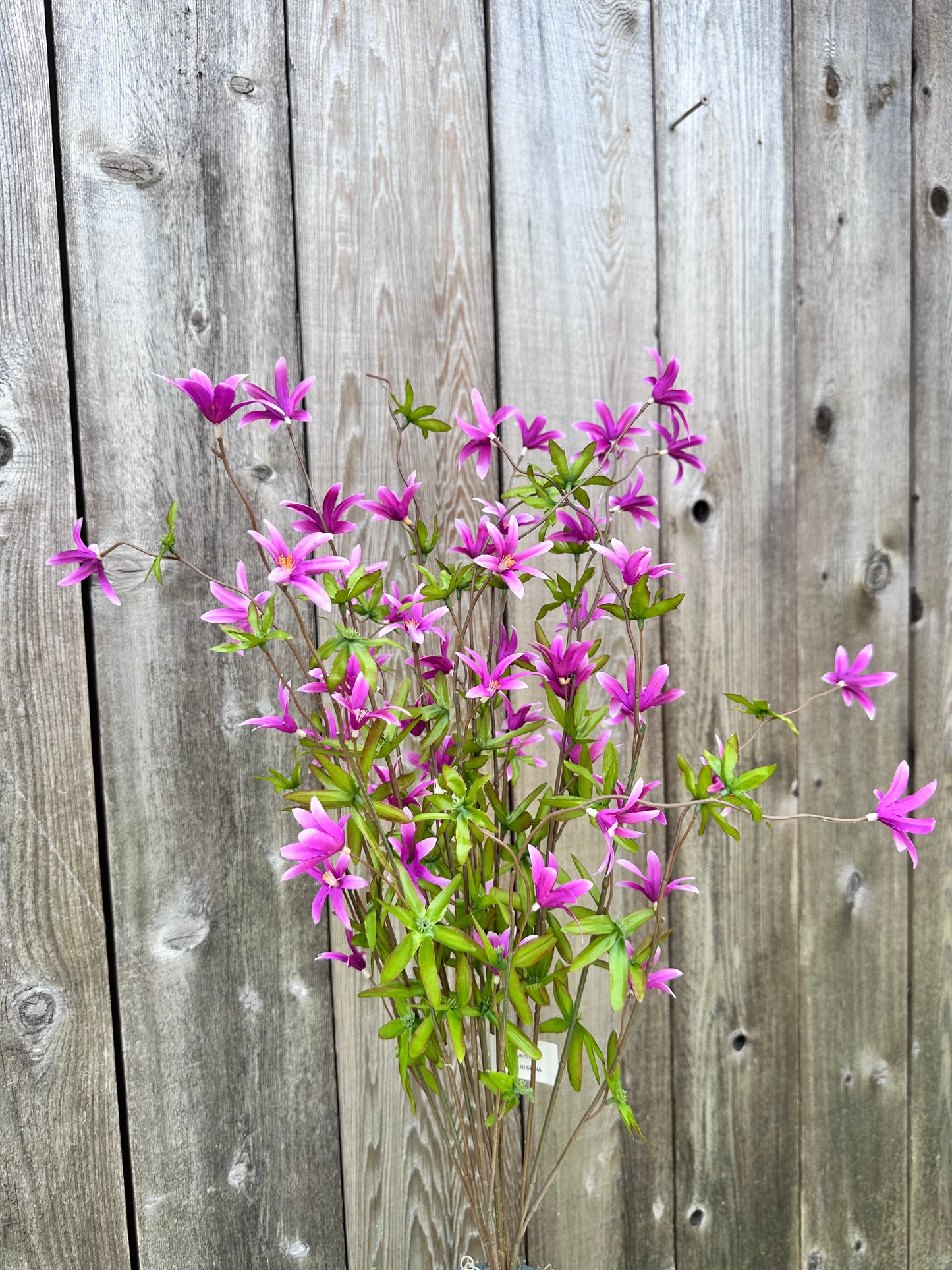 Tweedia Bush-Purple SB780896-007
