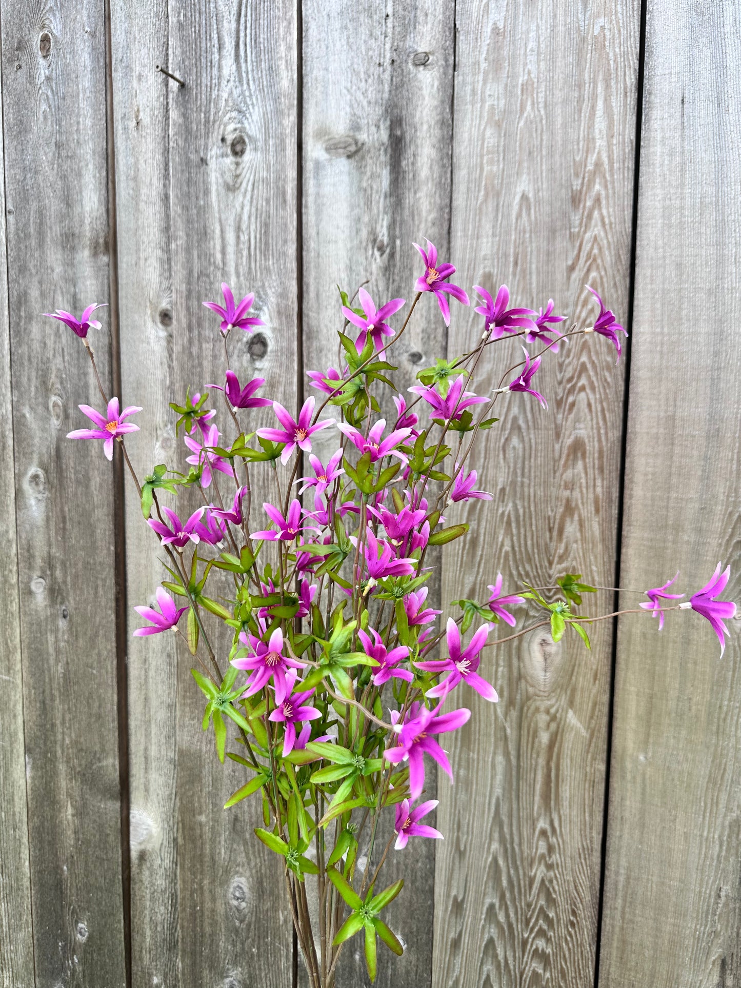 Tweedia Bush-Purple SB780896-007