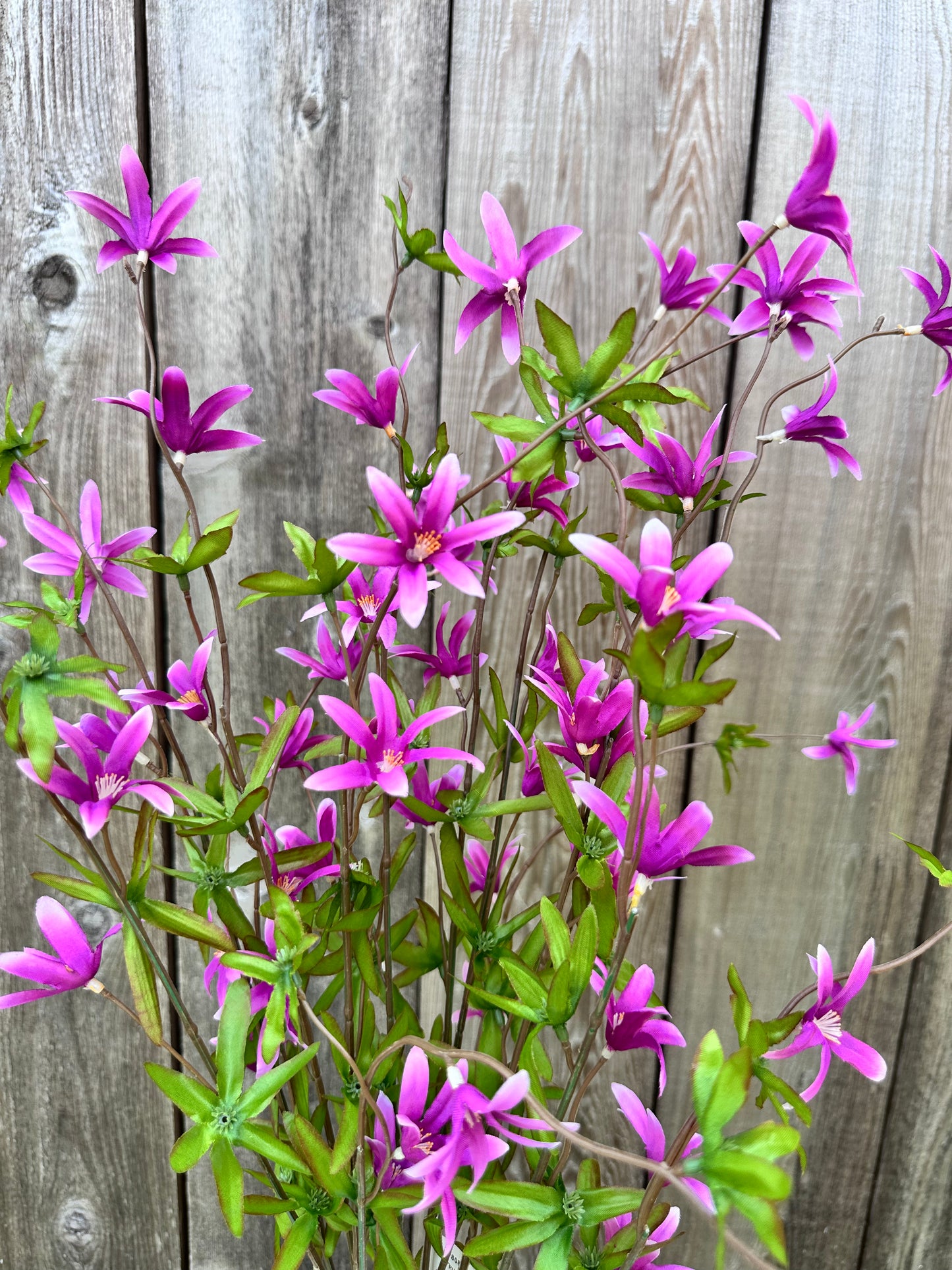 Tweedia Bush-Purple SB780896-007