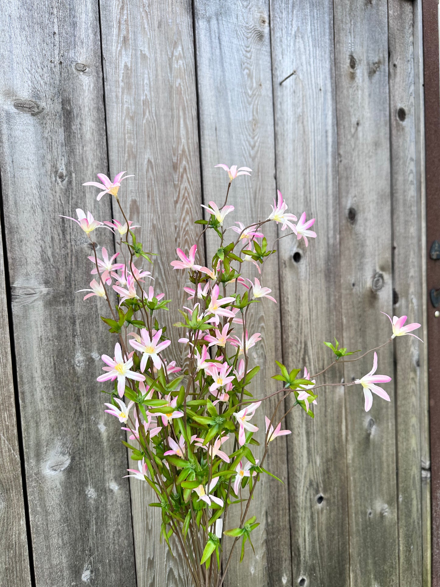 Tweedia Bush-Pink SB780896-04