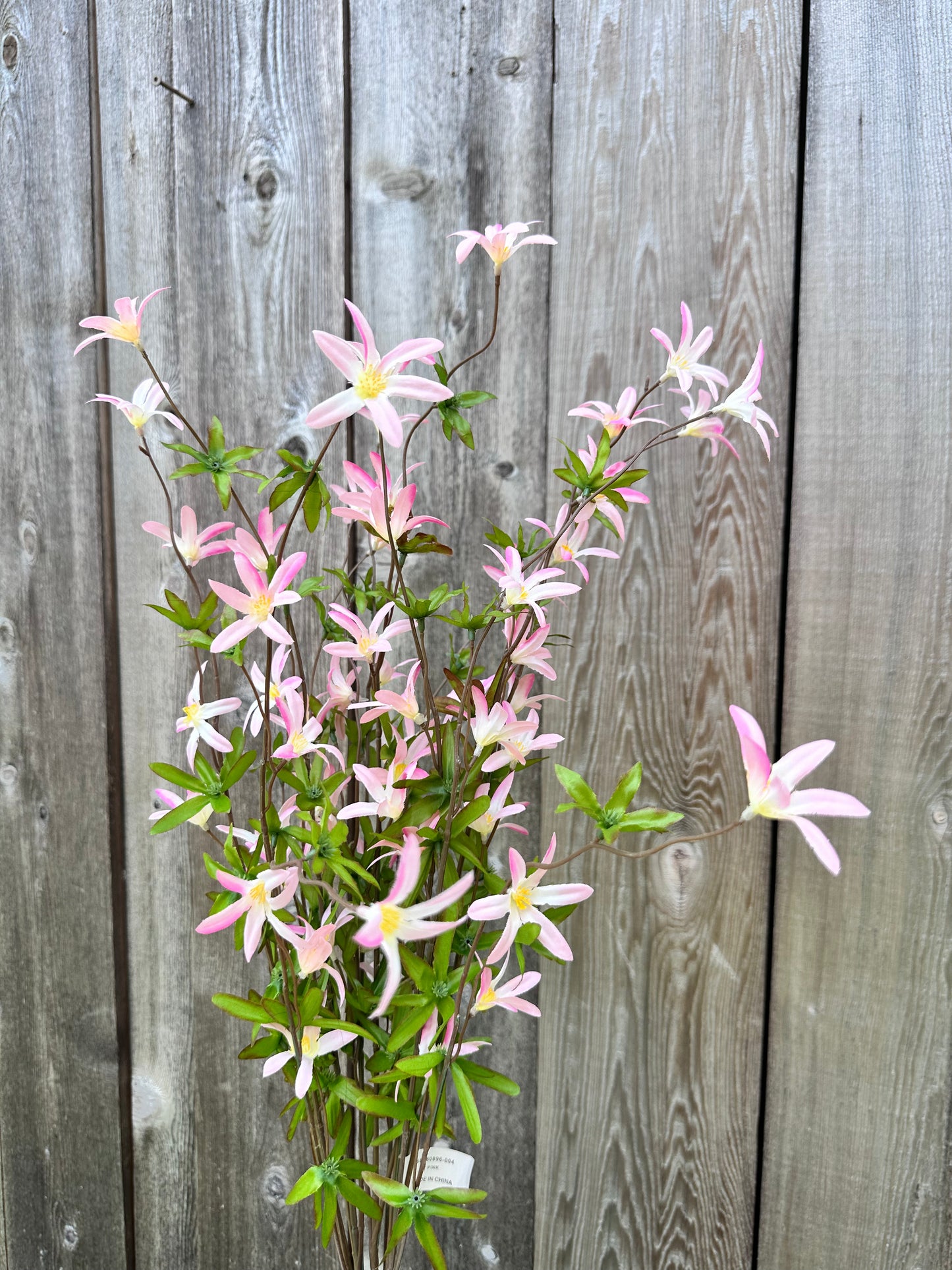 Tweedia Bush-Pink SB780896-04