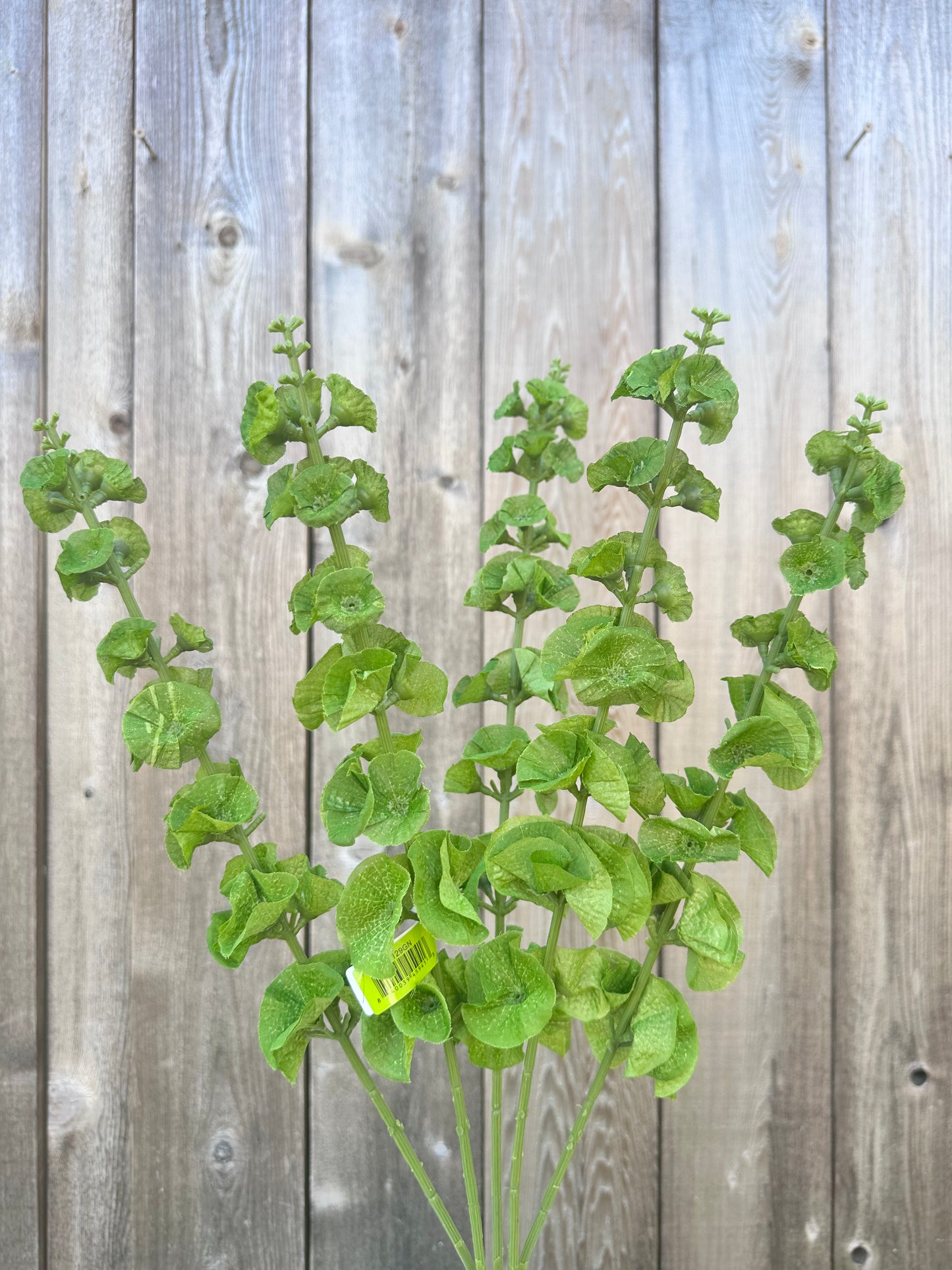 Bell of Ireland Bush 35129GN