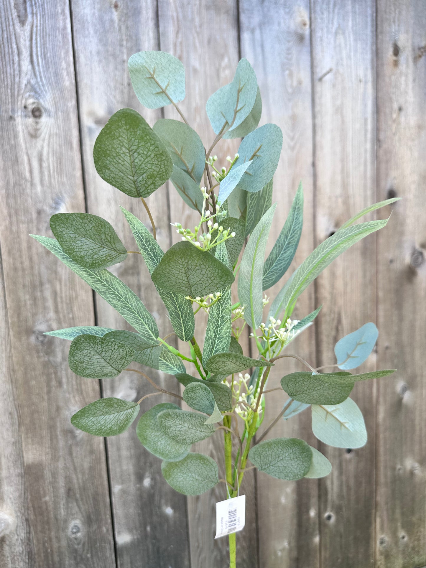 WILLOW EUCALYPTUS 62818