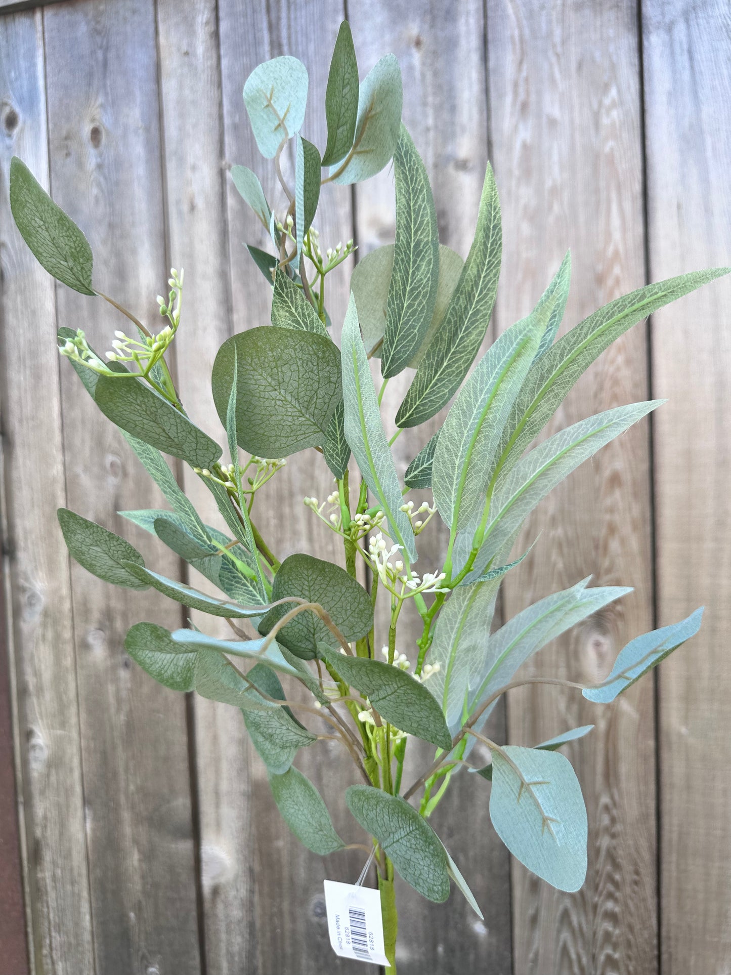 WILLOW EUCALYPTUS 62818