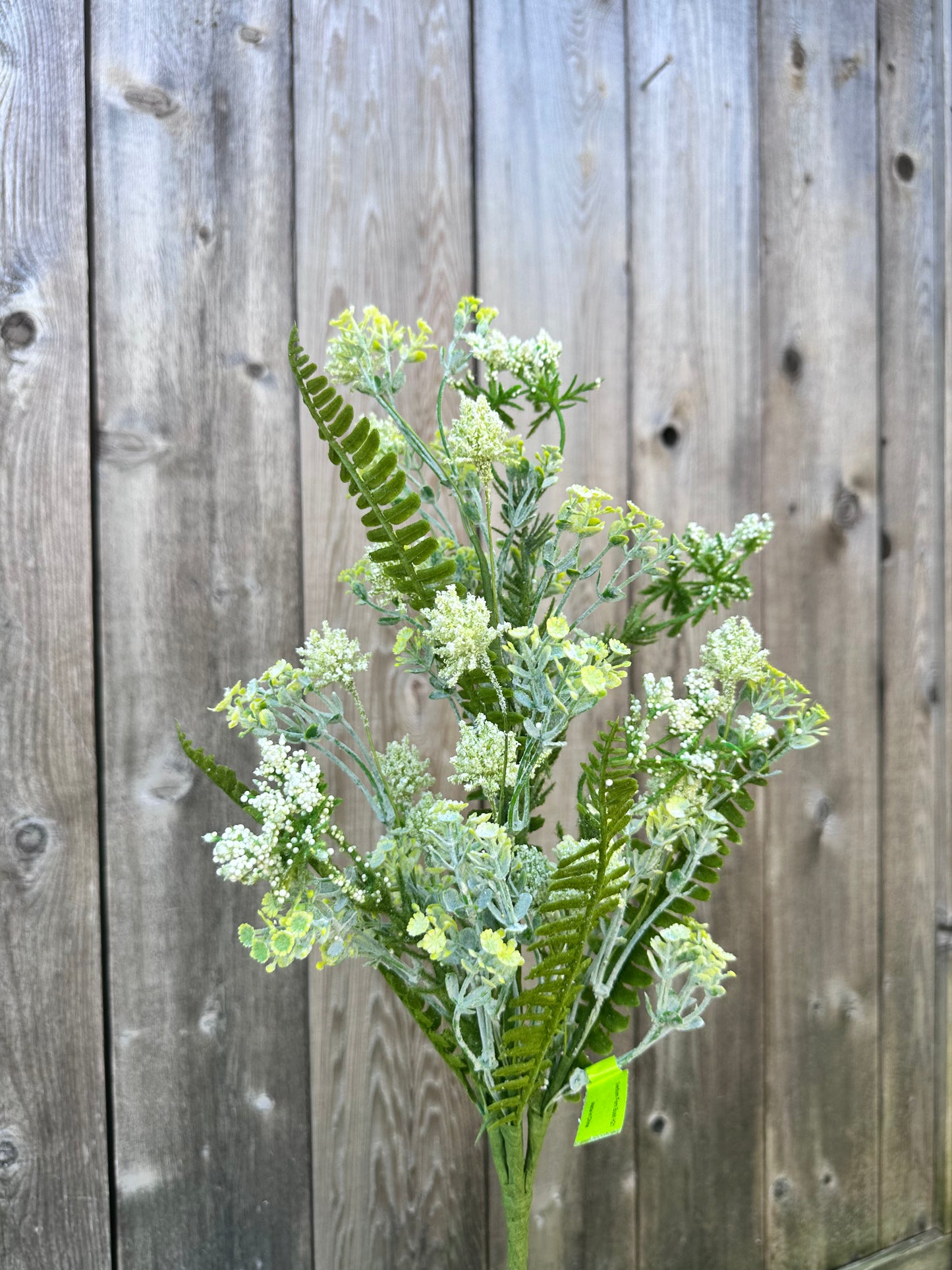 Sedum Fern Bush 35132CMGN