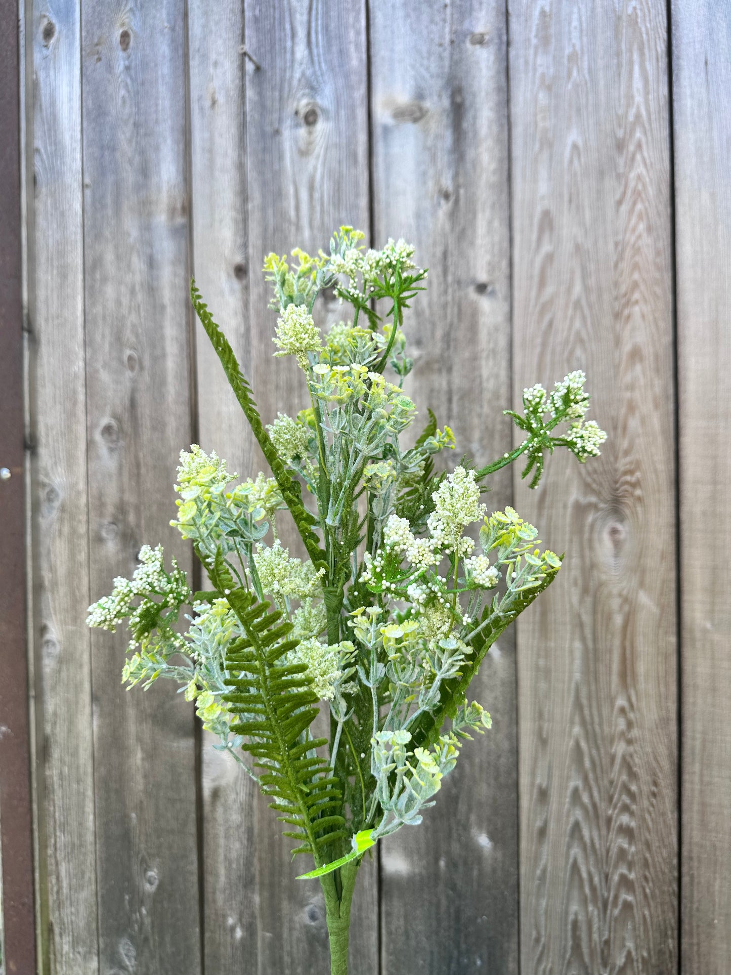 Sedum Fern Bush 35132CMGN