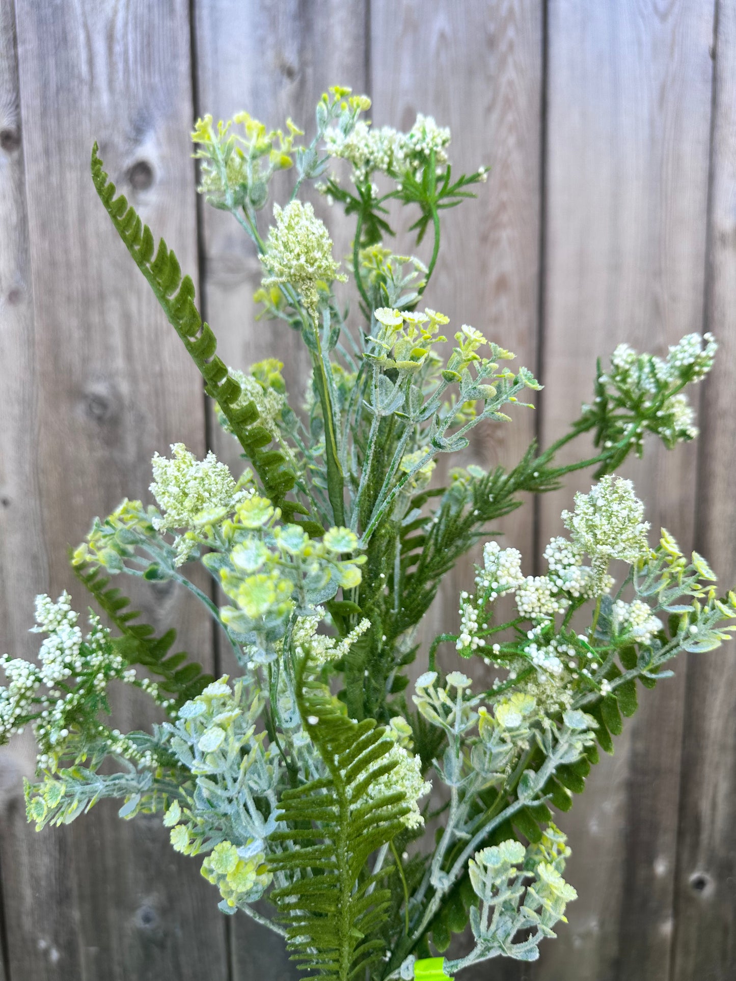 Sedum Fern Bush 35132CMGN