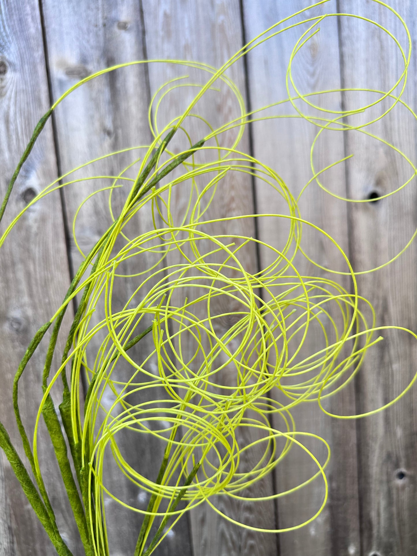 TWIG 53952-GN