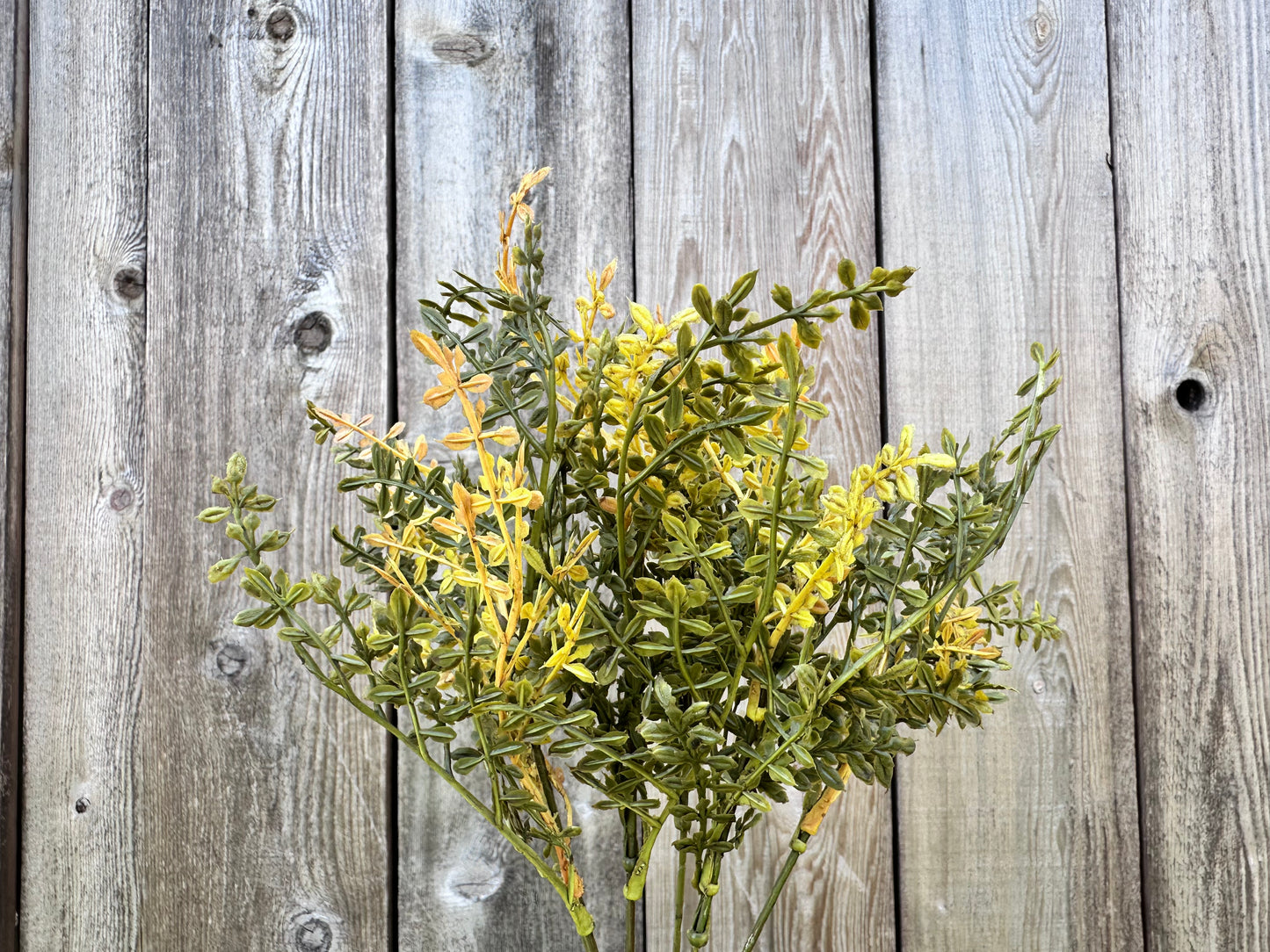 Chick weed bush mustard F3021MU