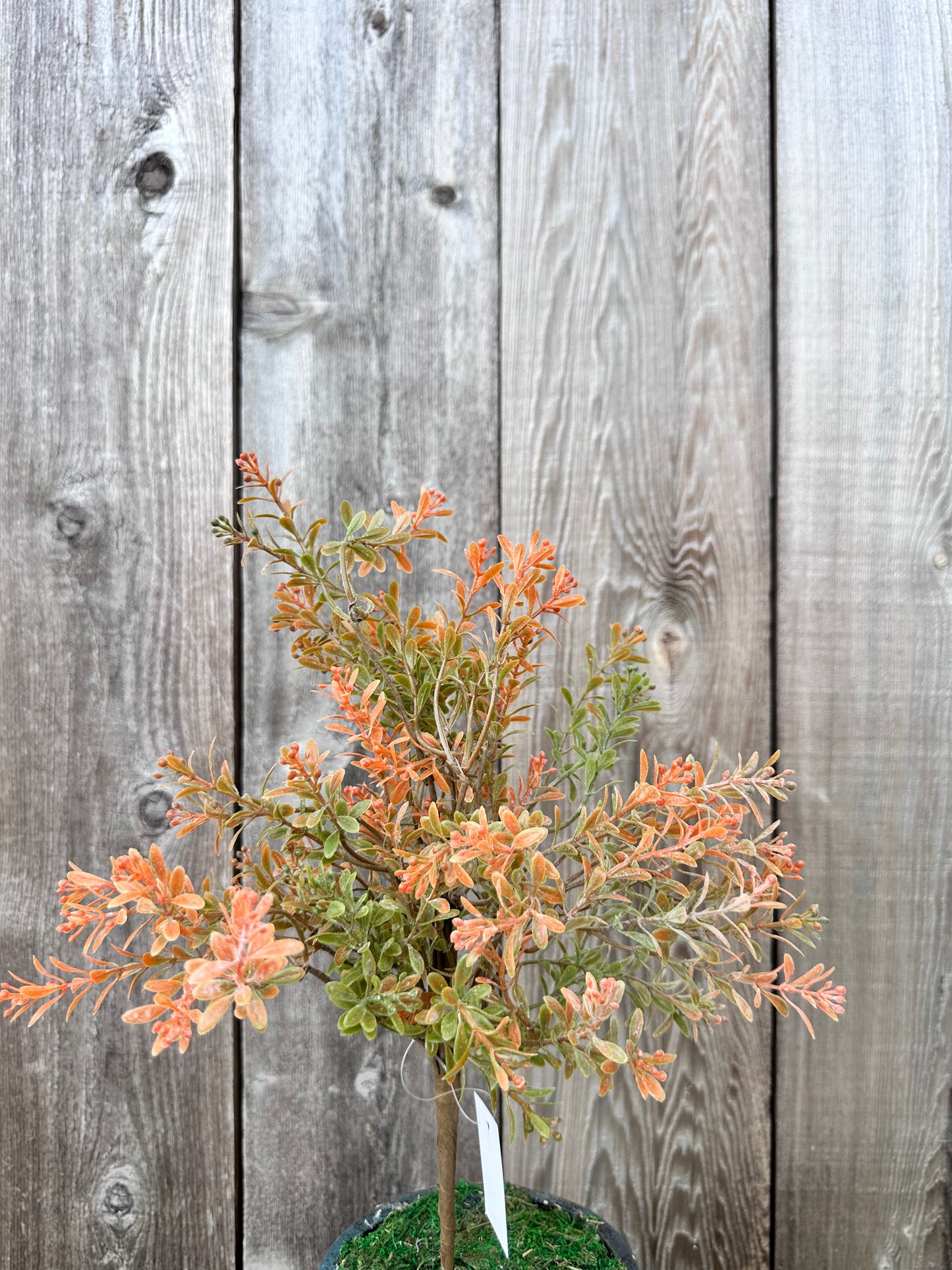 PLASTIC FILLER BUSH 65362-BG
