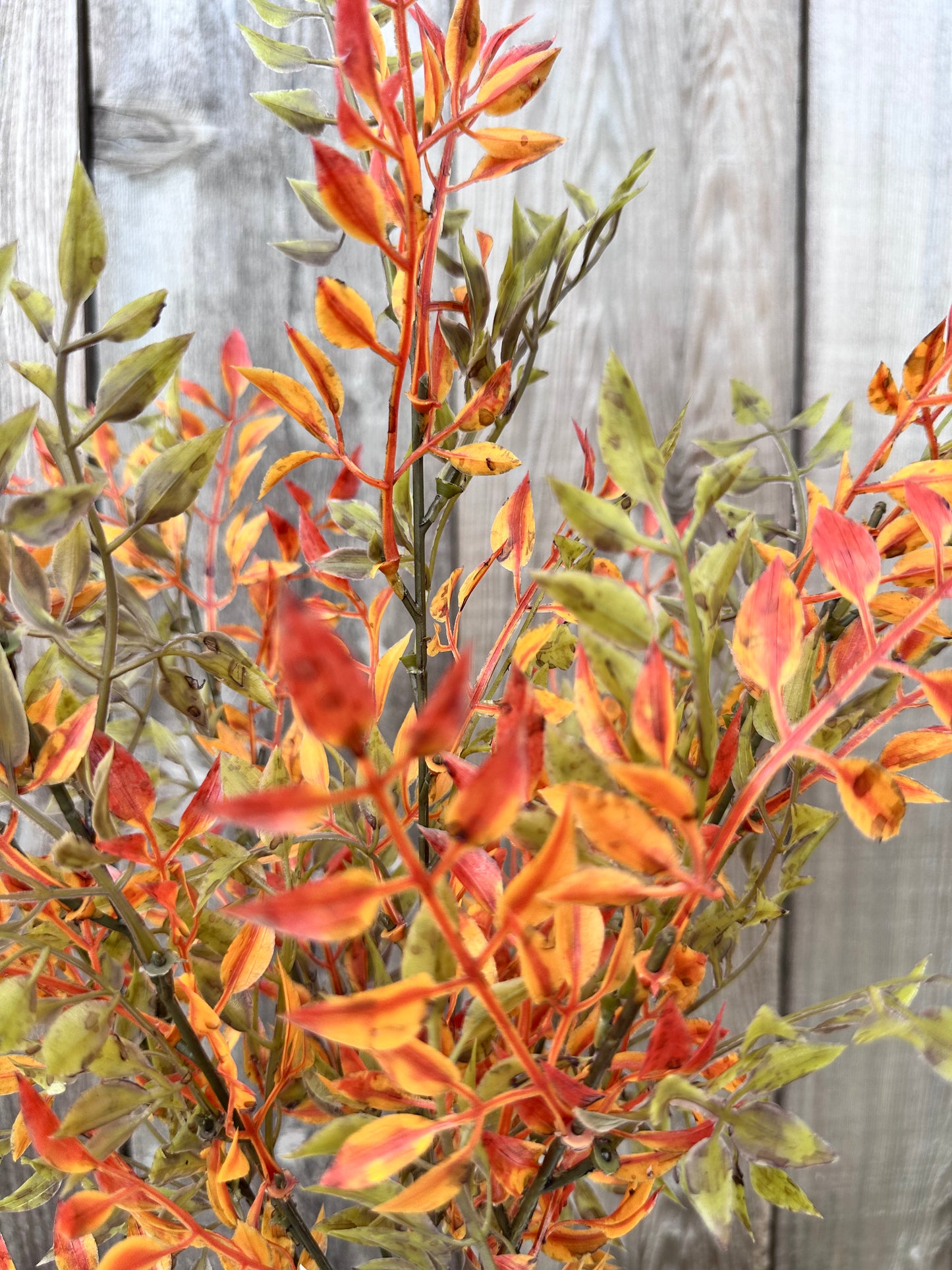 SMILAX BUSH 81834