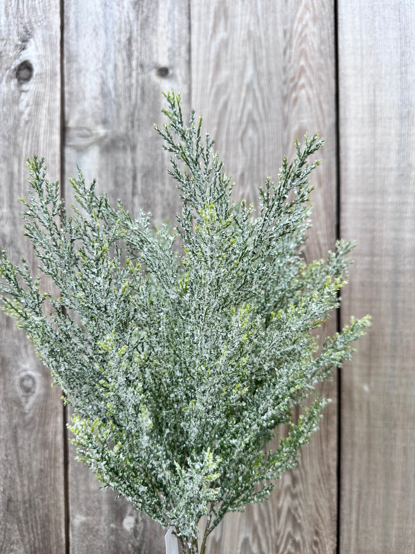 CEDAR BUSH 84351