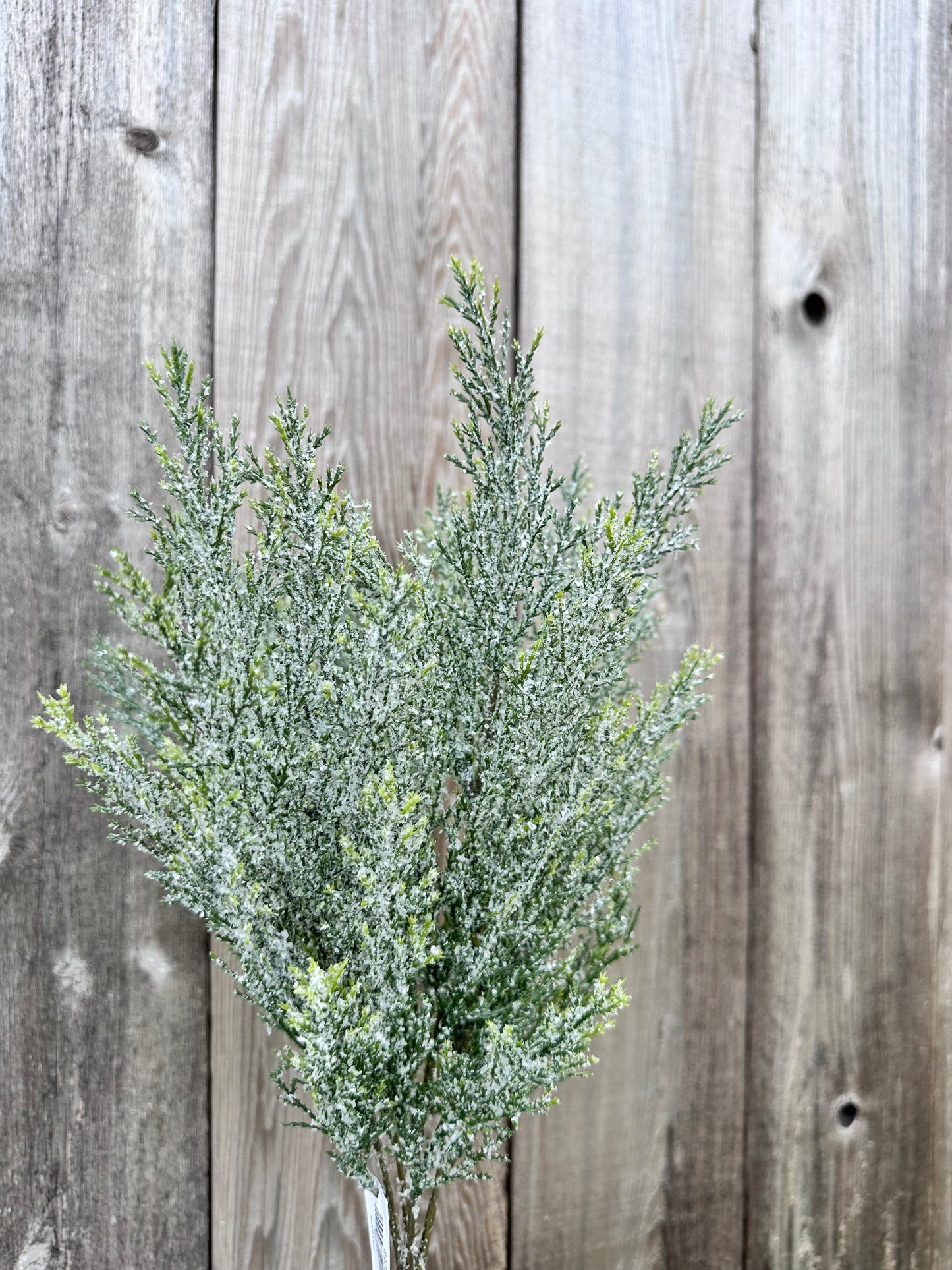 CEDAR BUSH 84351