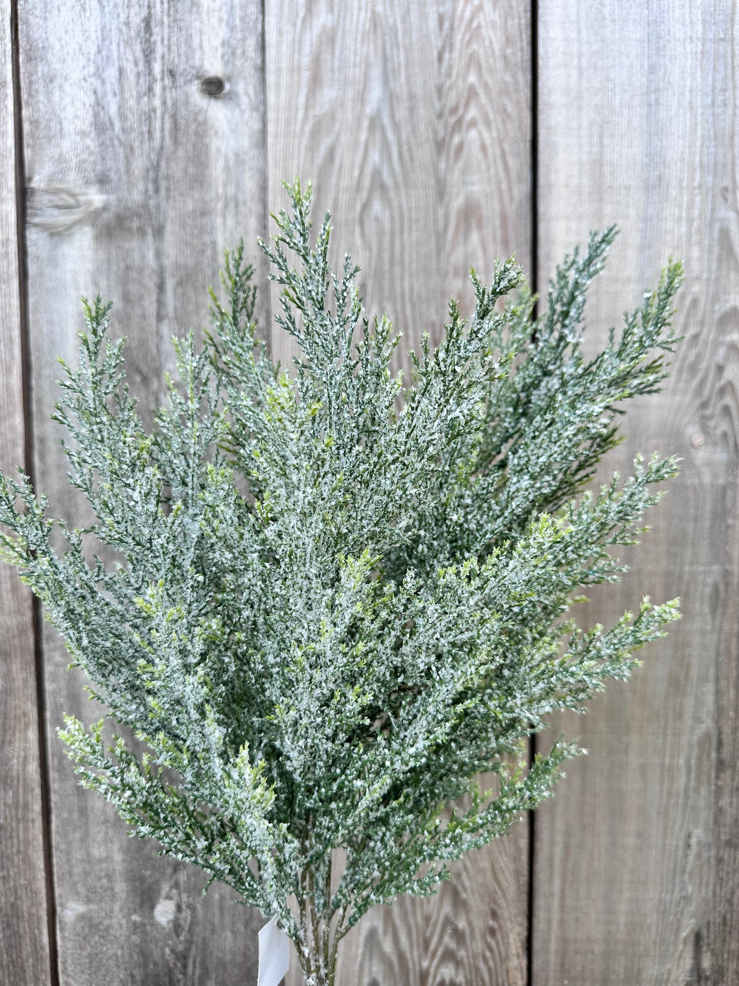 CEDAR BUSH 84351