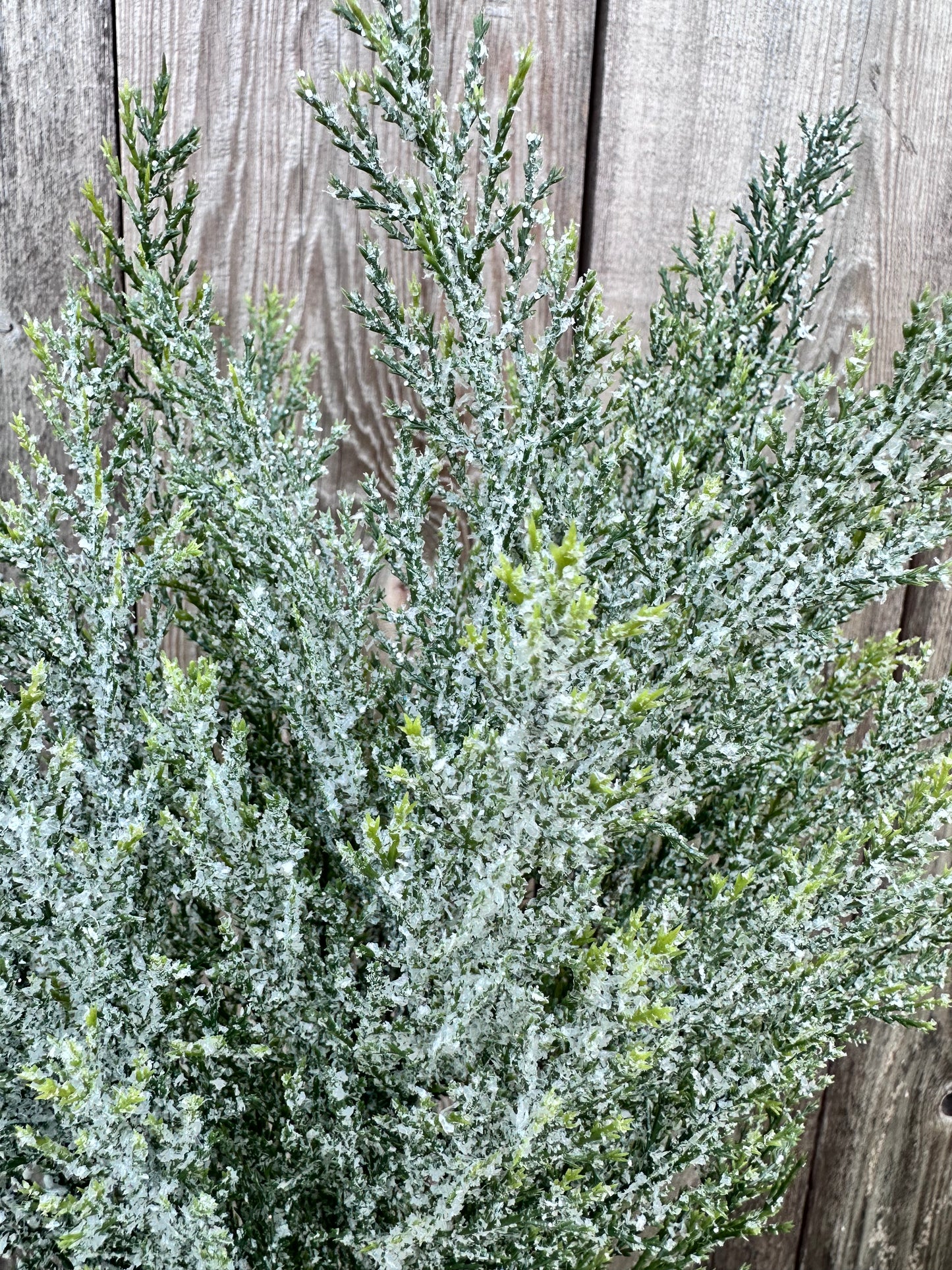 CEDAR BUSH 84351