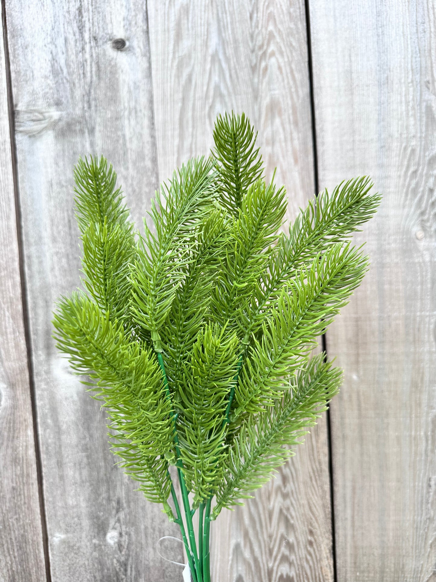 ANGEL PINE BUSH 81818