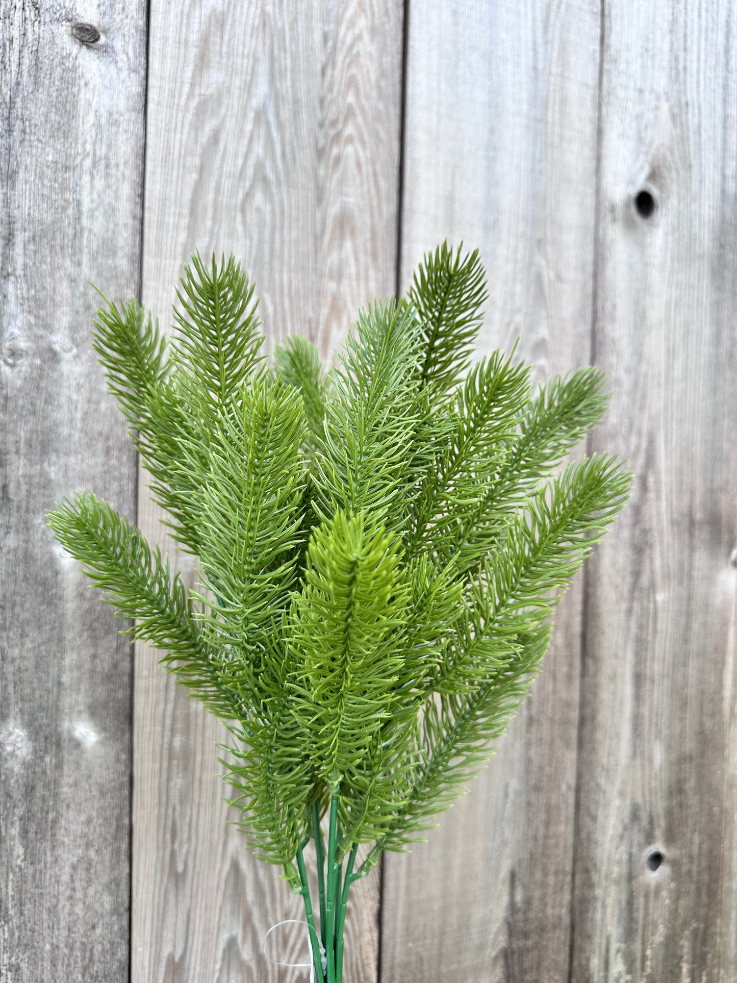 ANGEL PINE BUSH 81818