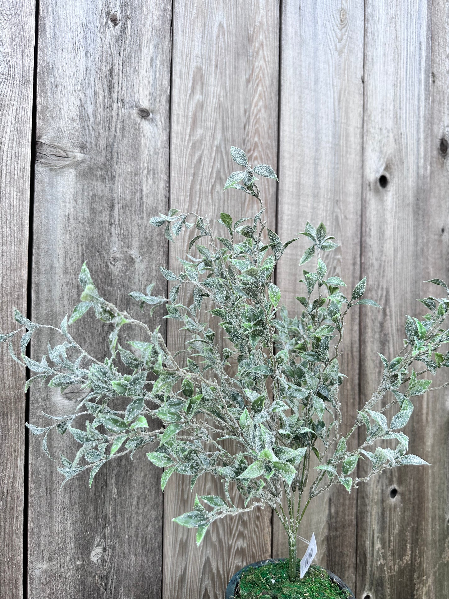 TEA LEAF W ICED BUSH 85253