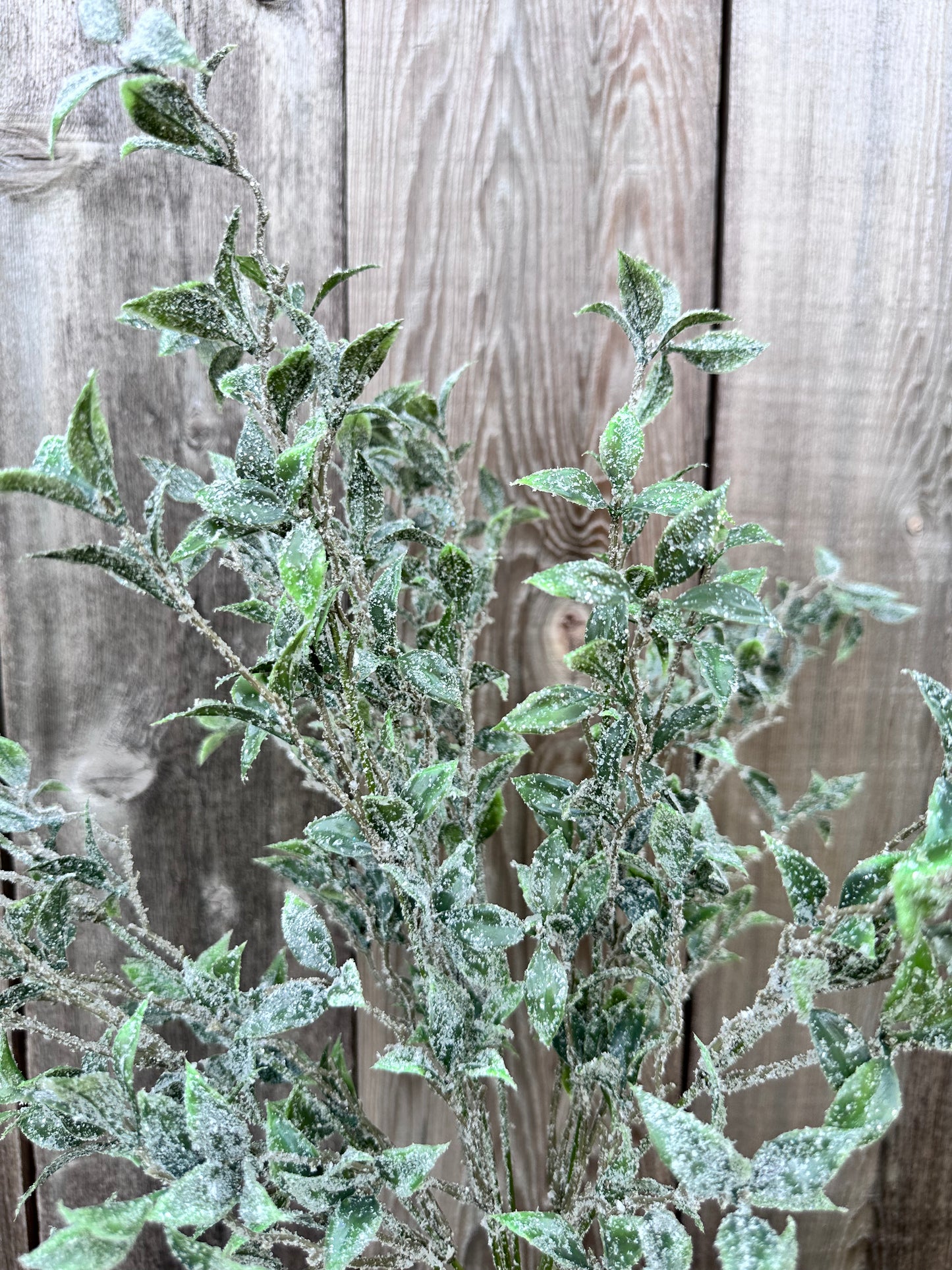 TEA LEAF W ICED BUSH 85253
